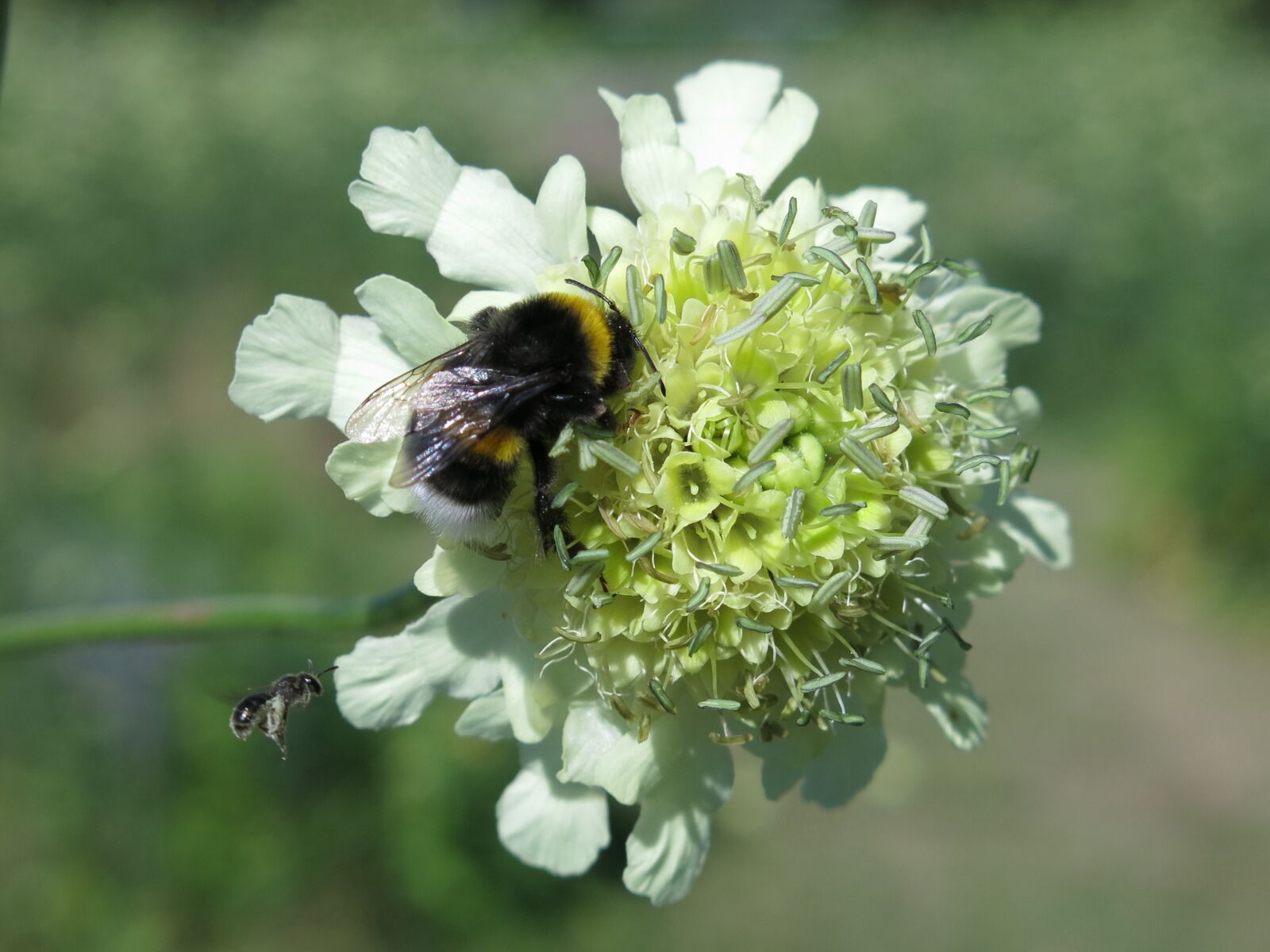 Canon PowerShot G15 sample photo. Hummel, bee, insect photography