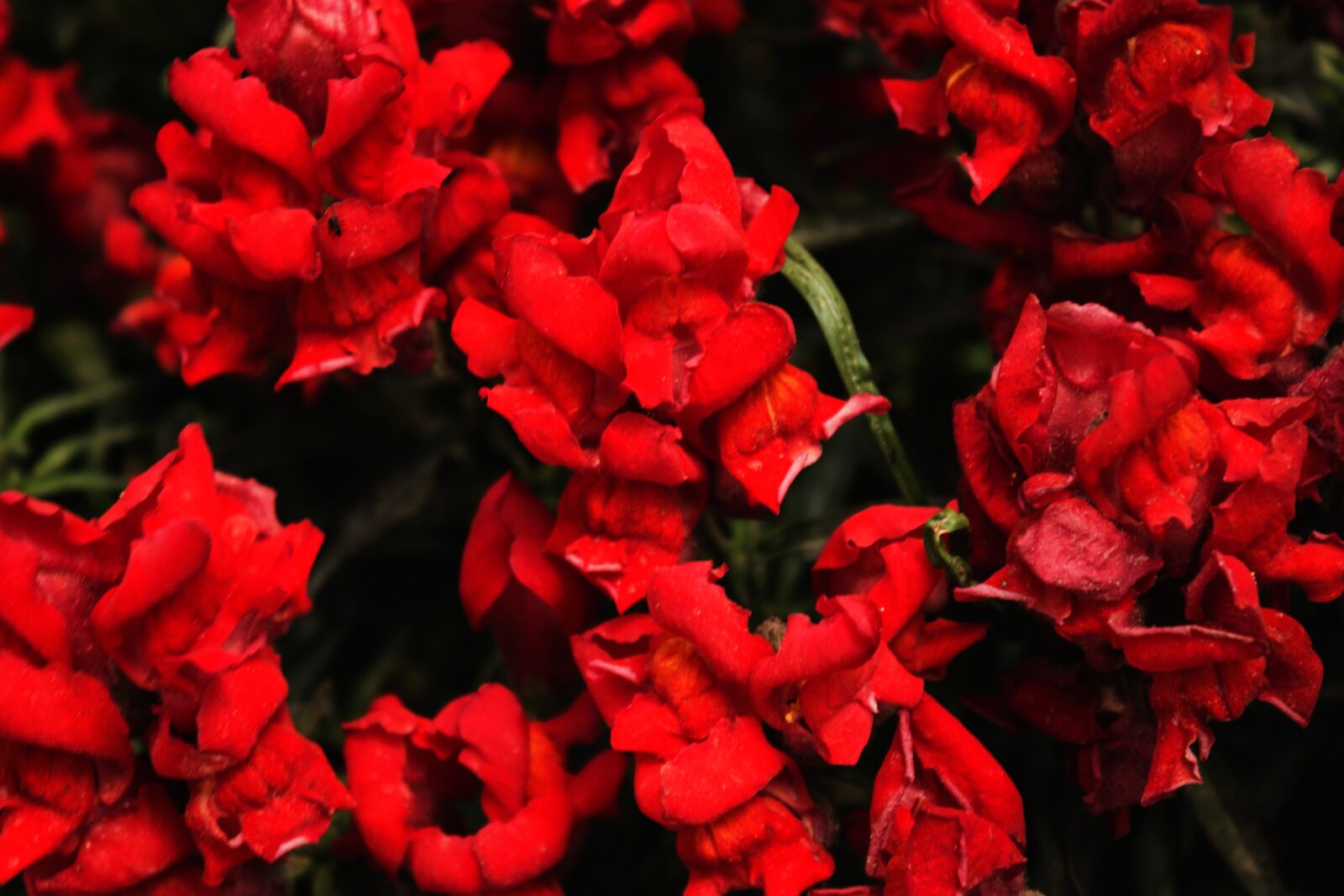 Canon EOS 600D (Rebel EOS T3i / EOS Kiss X5) sample photo. Garden, flowers, red photography
