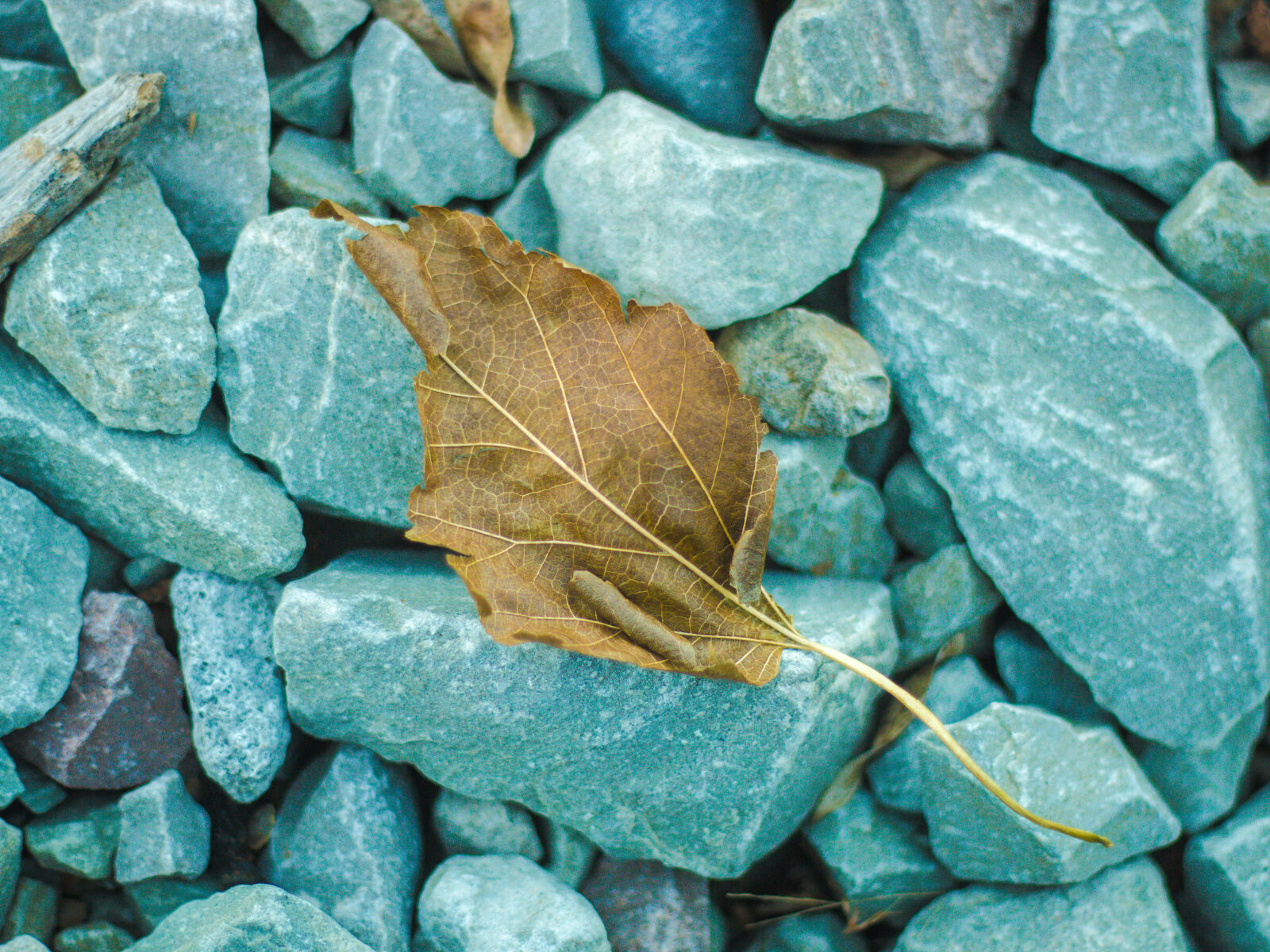 Canon EOS 70D + Canon EF 50mm F1.8 II sample photo. Amazing, autumn, leaf, beautiful photography