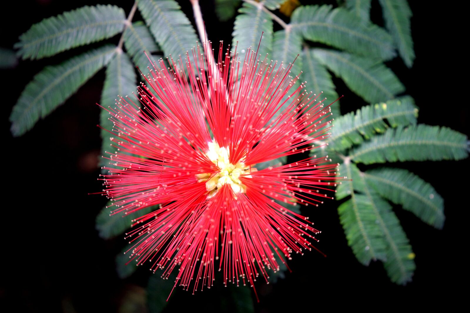 Canon EOS 800D (EOS Rebel T7i / EOS Kiss X9i) sample photo. Flower, tropical plants, red photography