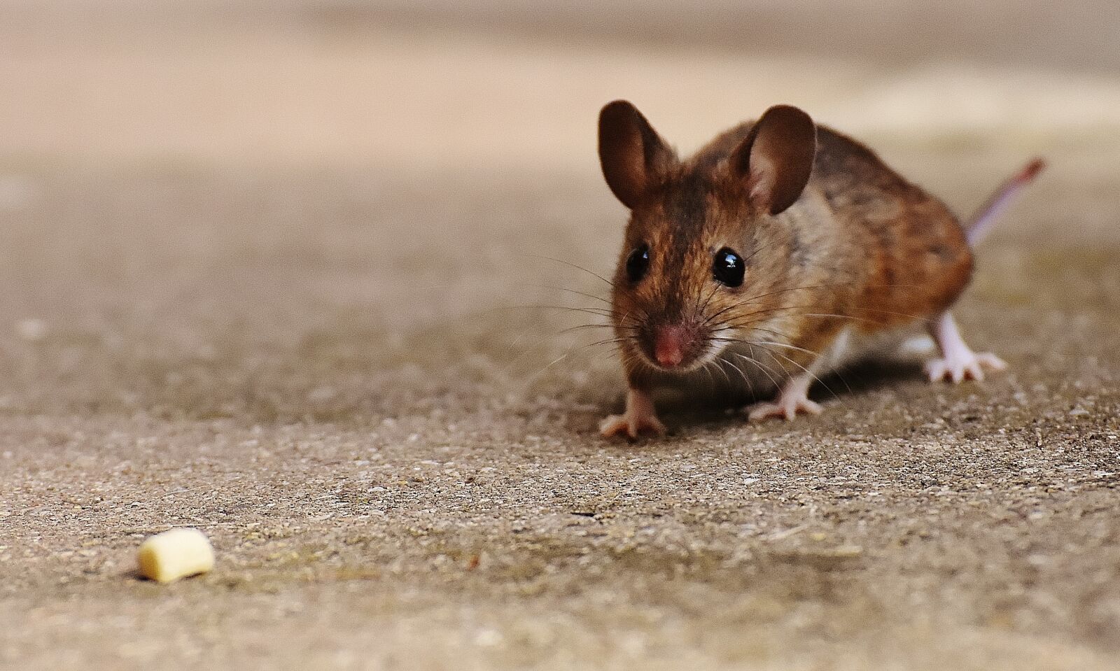 Nikon D7200 sample photo. Mouse, rodent, cute photography