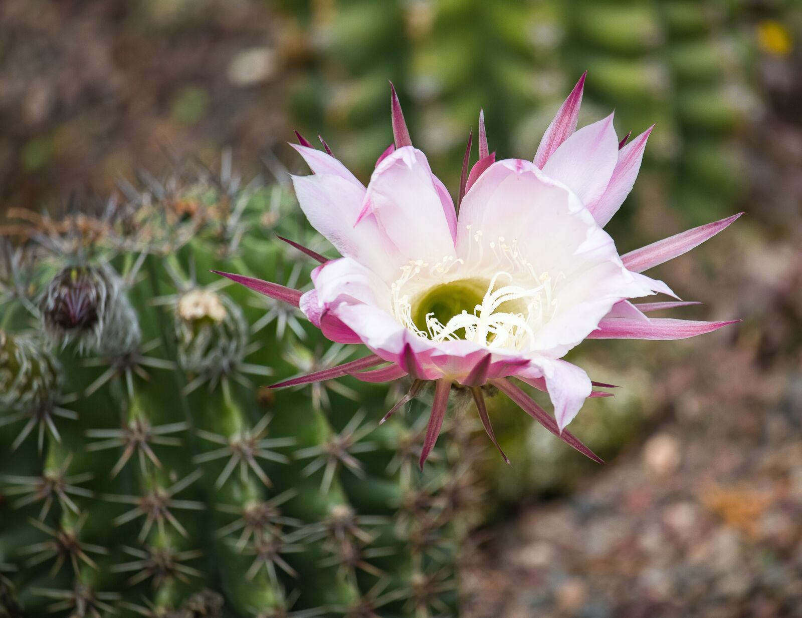 Canon EF-S 55-250mm F4-5.6 IS STM sample photo. Cactus flower, blossom, bloom photography