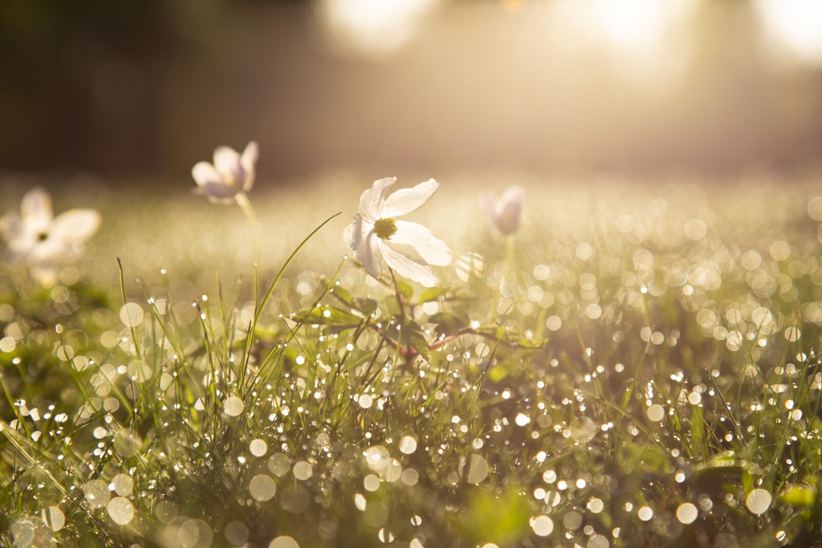 Canon EOS 6D + Canon EF 24-105mm F4L IS USM sample photo. Morning, sip, wood anemone photography