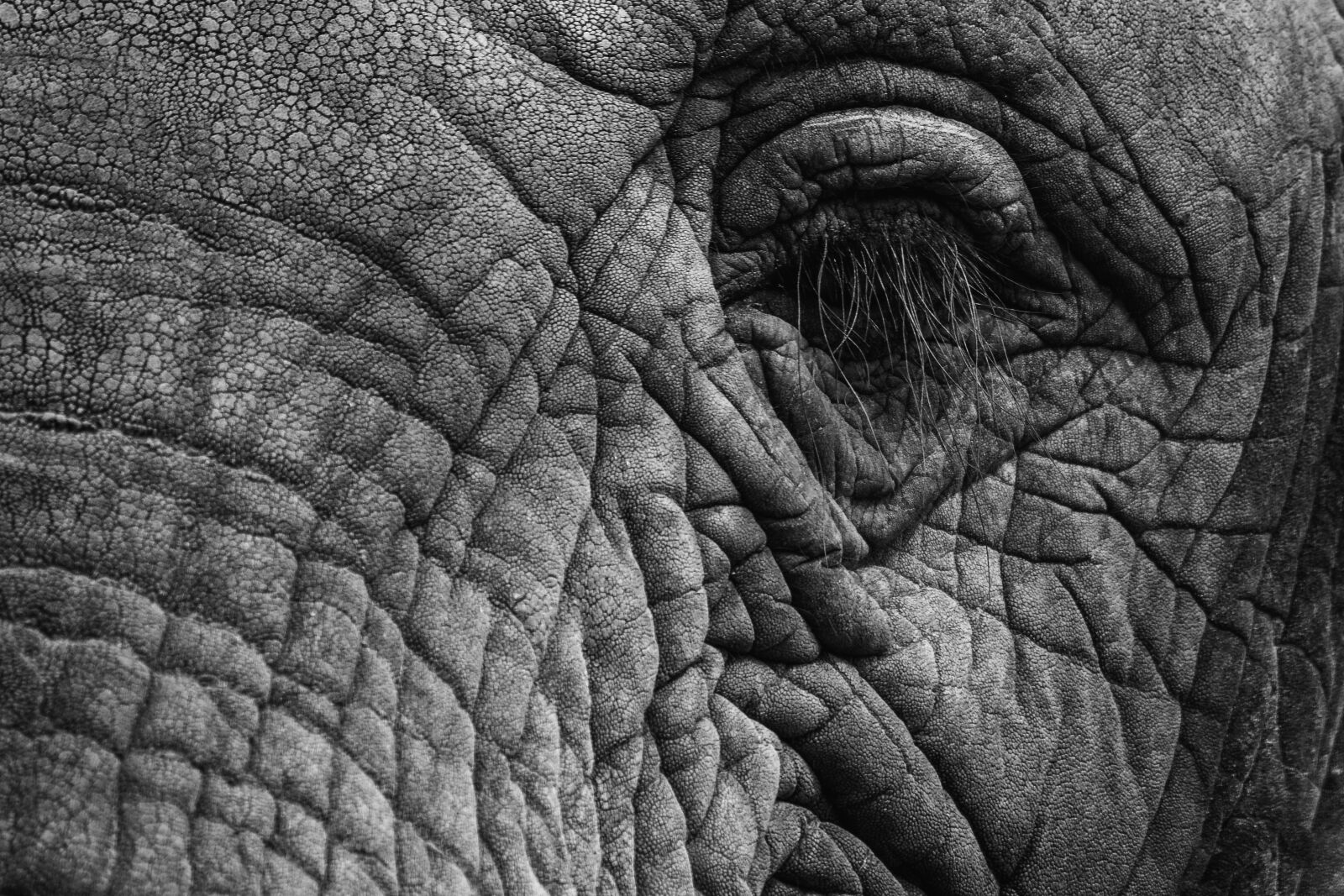 Canon EOS 700D (EOS Rebel T5i / EOS Kiss X7i) sample photo. Elephant, eye, eyelashes photography