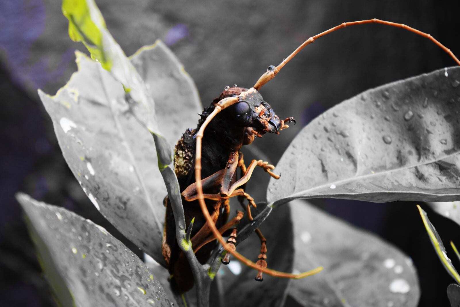 Nikon D5300 sample photo. Insect, wild photography