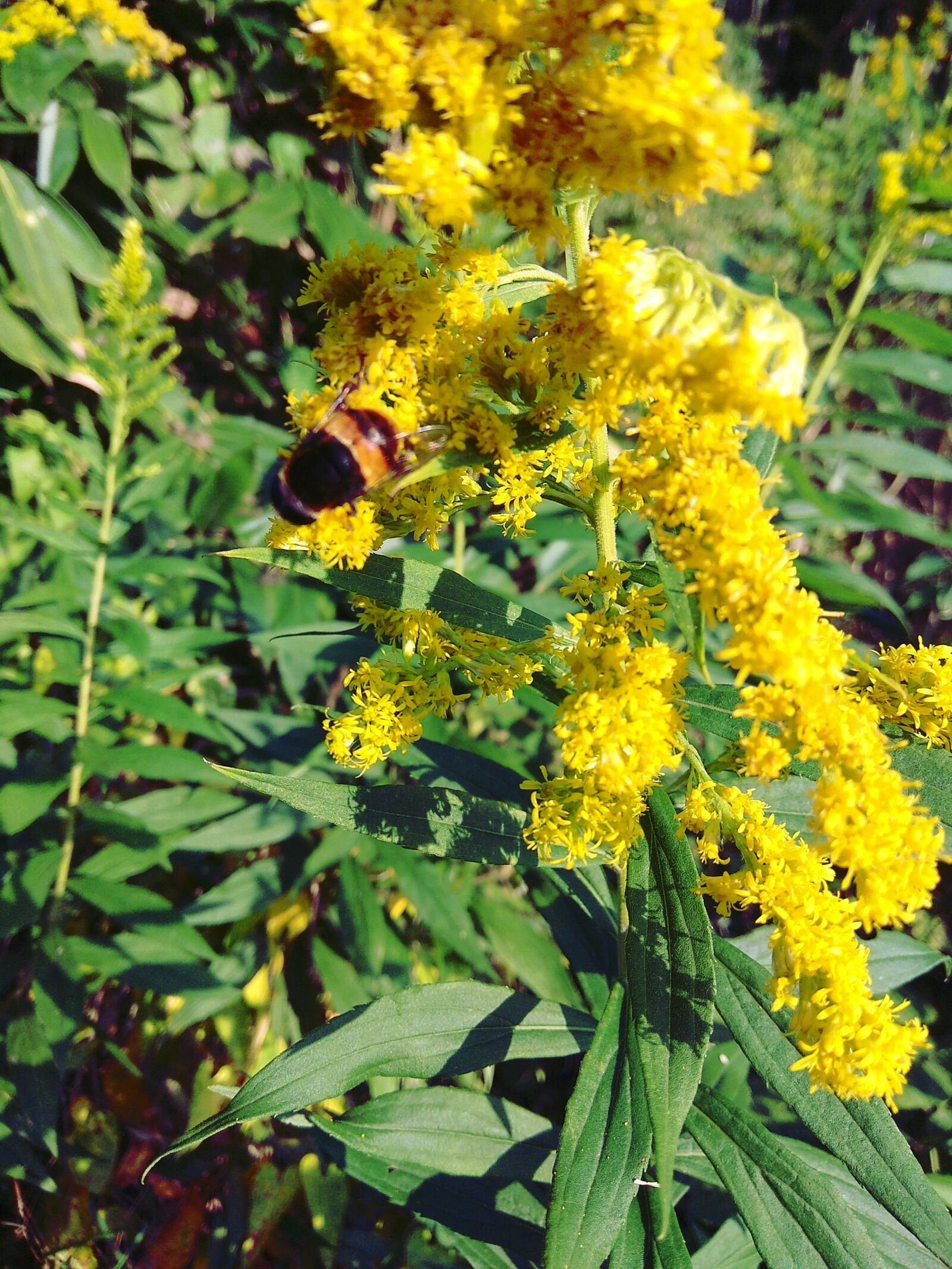 Xiaomi Redmi Note 4 sample photo