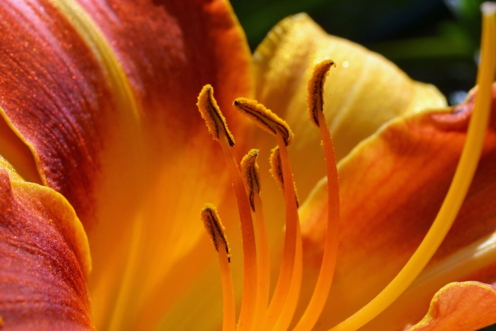 Nikon D3100 sample photo. Daylily, hemerocallis, hemerocallidoideae photography