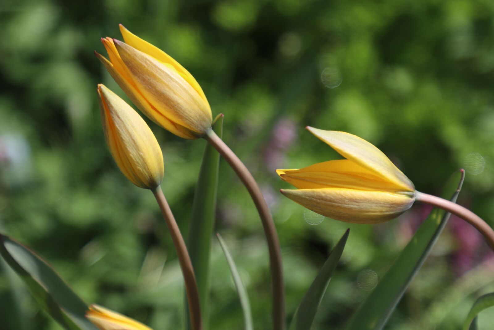 Canon EOS 77D (EOS 9000D / EOS 770D) sample photo. Tulips, yellow, flowers photography