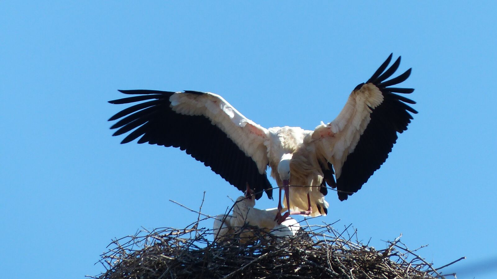 Panasonic Lumix DMC-FZ200 sample photo. Stork, alsace, strasbourg photography