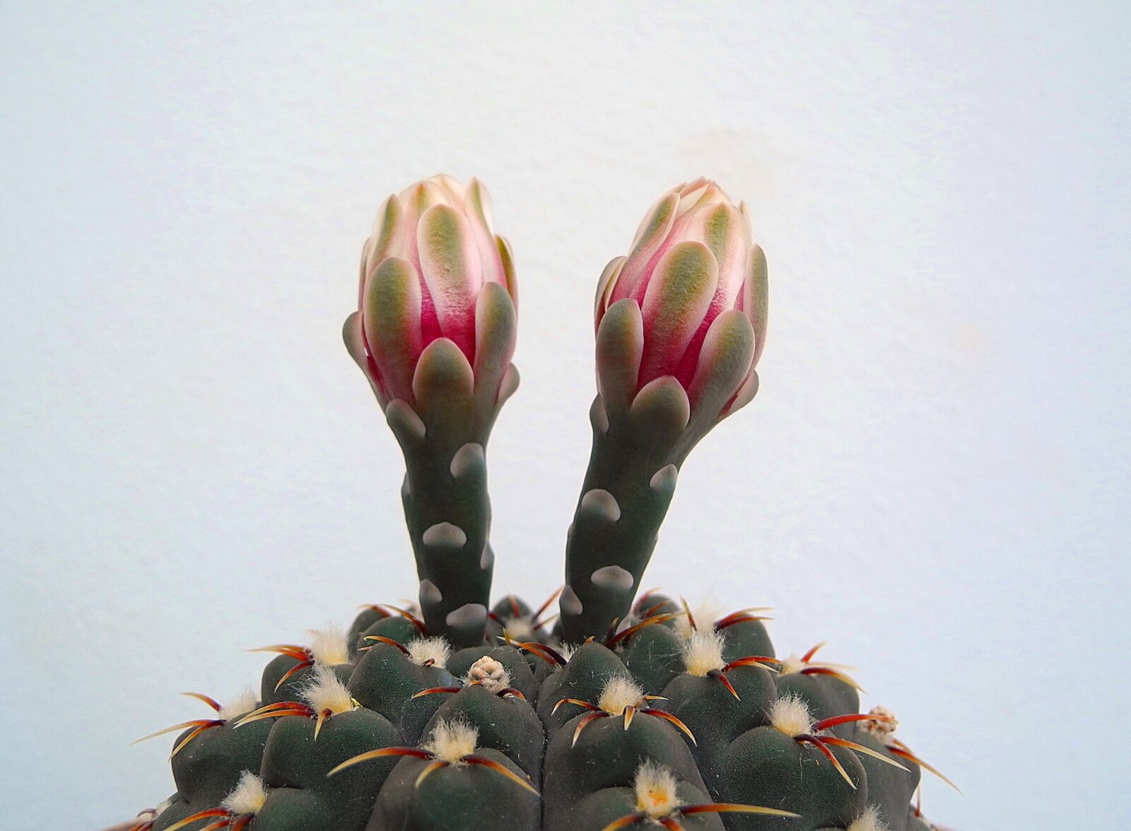 Nikon Coolpix P7000 sample photo. Cactus, cactus flower, flower photography