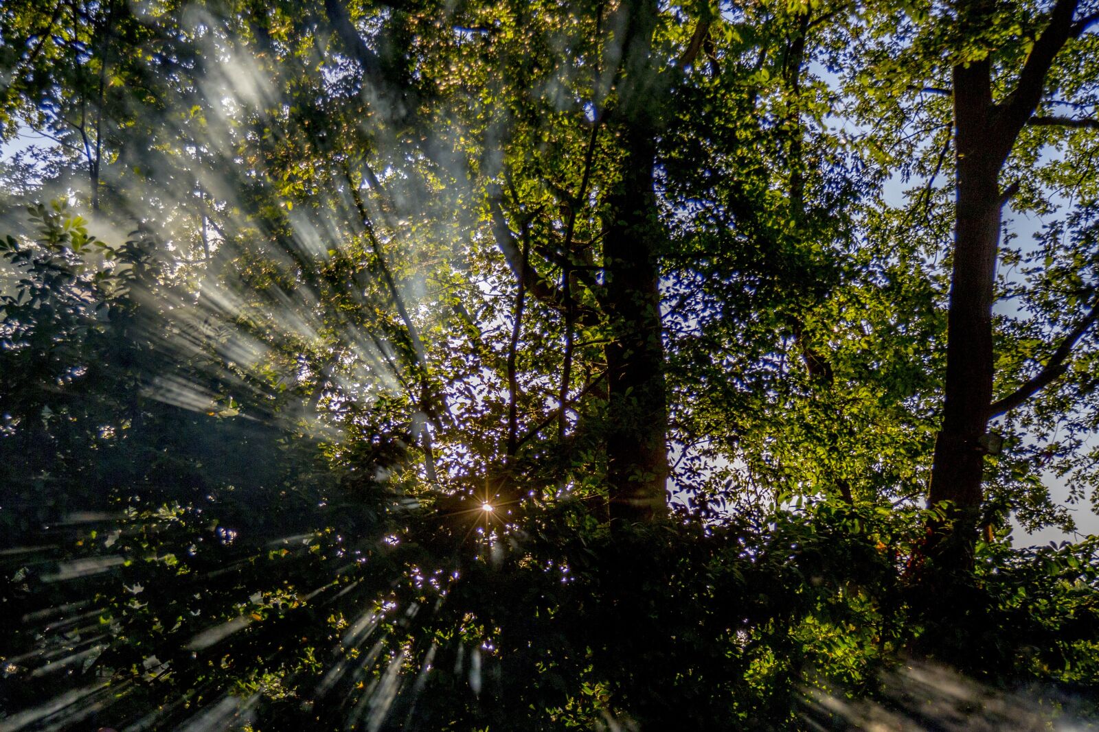 Canon EOS 6D + Canon EF 24-105mm F4L IS USM sample photo. Sun, forest, nature photography
