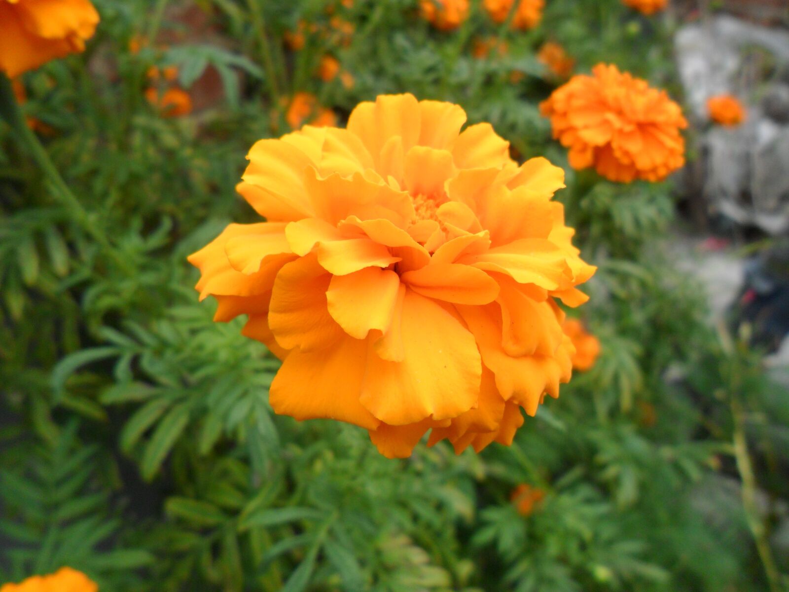 Samsung PL20,PL21 / VLUU PL20,PL21 sample photo. Flower, orange, summer photography