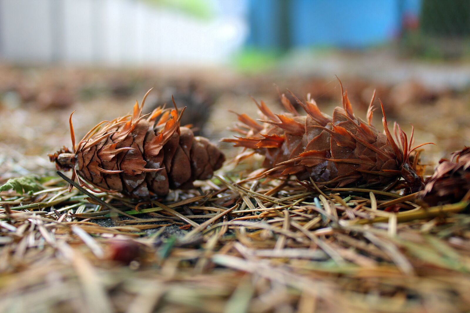 Canon EOS 1200D (EOS Rebel T5 / EOS Kiss X70 / EOS Hi) sample photo. Spruce, bumps daglezji, conifers photography