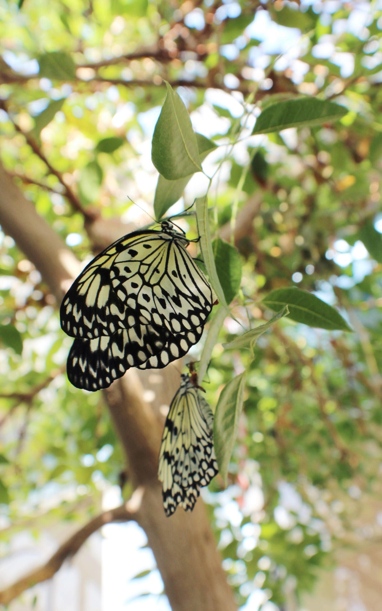 Canon EOS 1200D (EOS Rebel T5 / EOS Kiss X70 / EOS Hi) sample photo. Butterfly, nature, animals photography