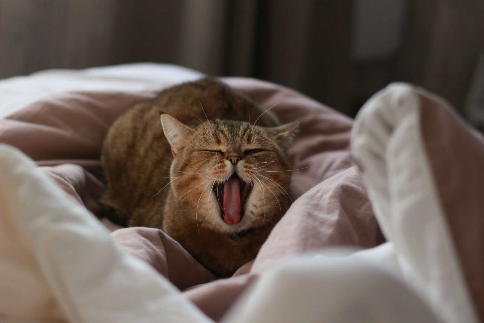 Canon EOS 100D (EOS Rebel SL1 / EOS Kiss X7) + Canon EF 50mm F1.8 STM sample photo. Cat, yawns, yawning photography