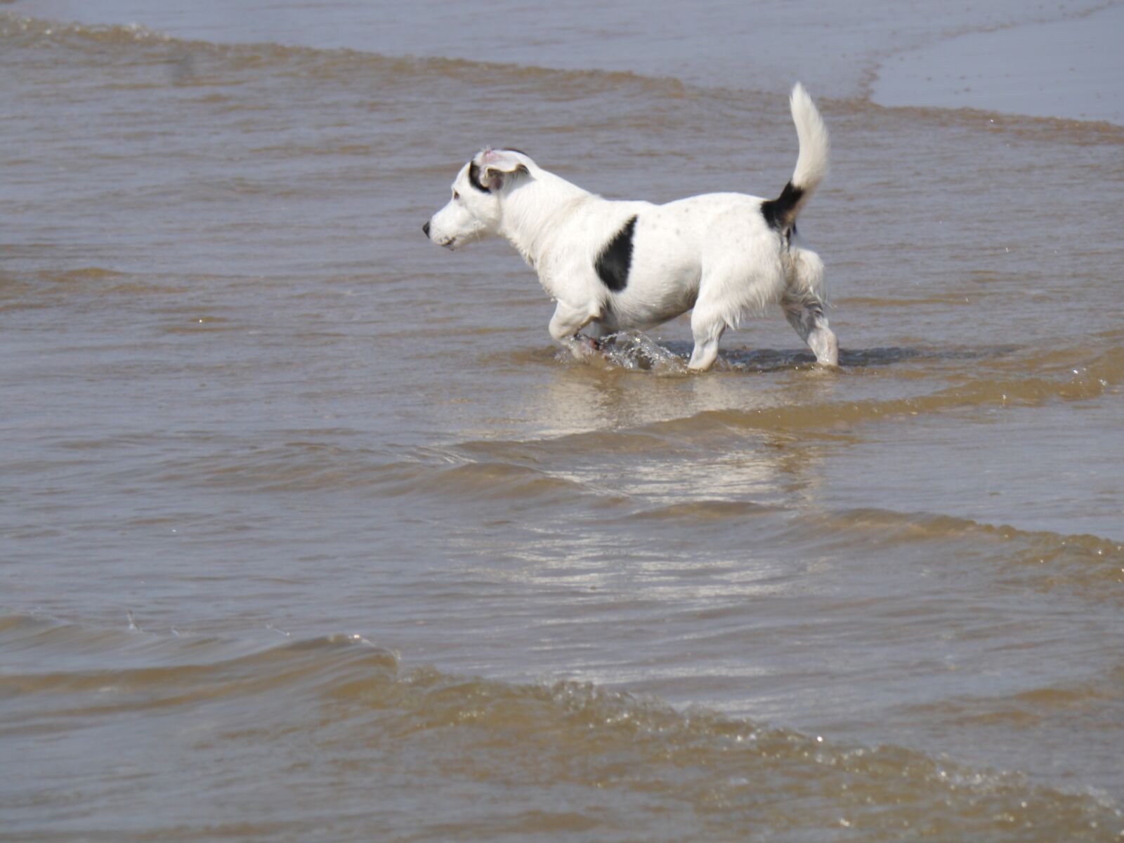 Panasonic Lumix DMC-GX1 sample photo. Dog, water, beach photography