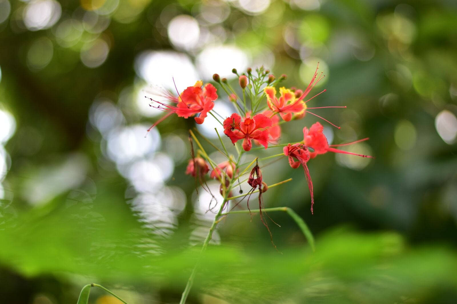 Nikon D3500 sample photo. Nature, green, flower photography