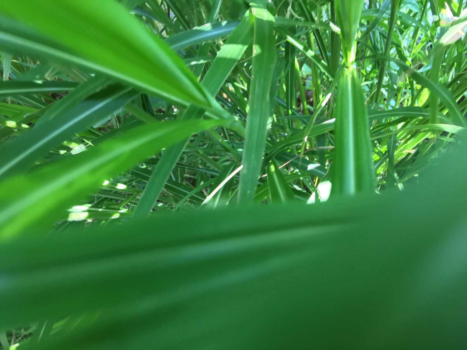 iPhone 6s Plus back camera 4.15mm f/2.2 sample photo. Plants, leaves, close-up photography