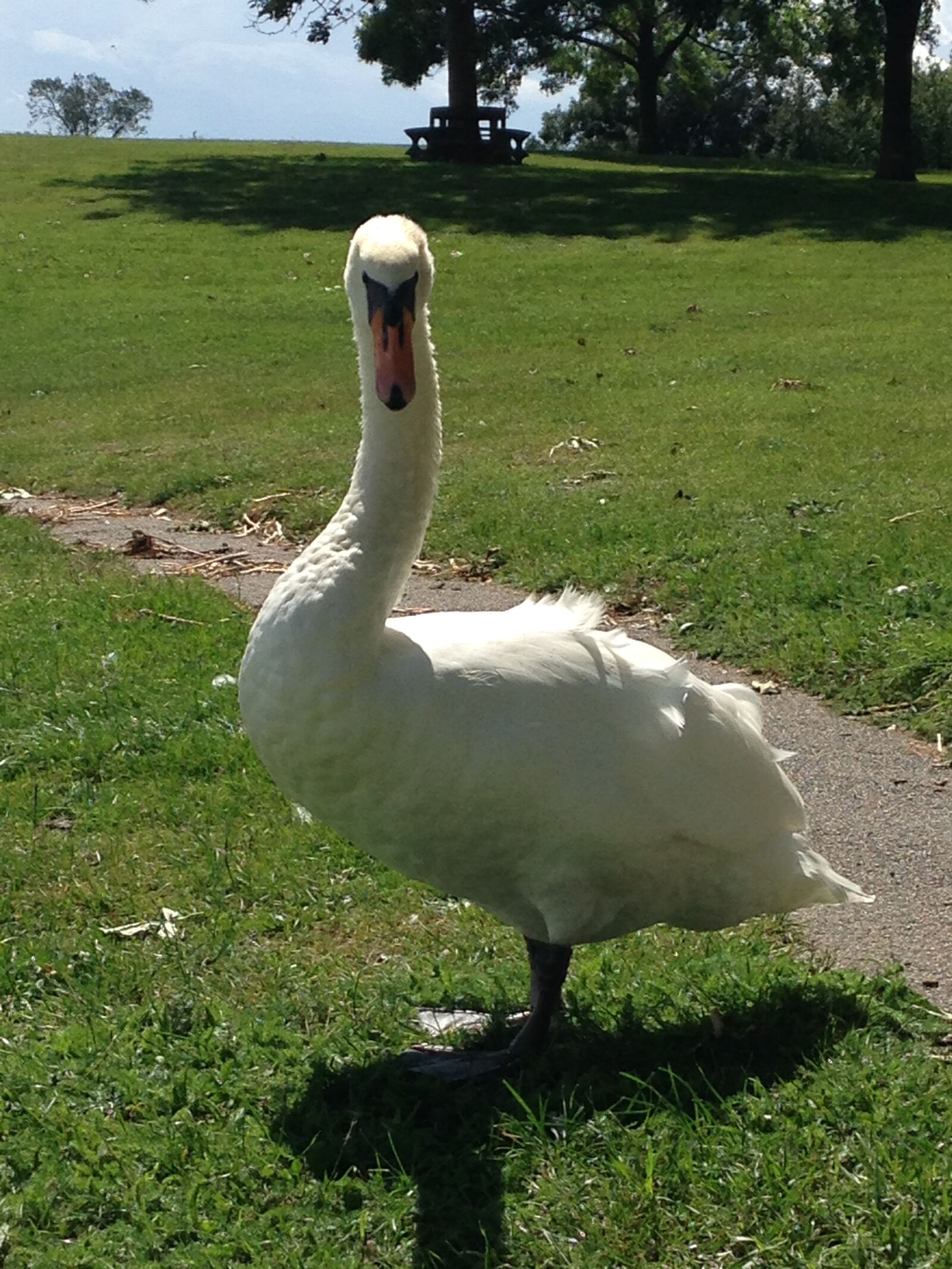 iPhone 5c back camera 4.12mm f/2.4 sample photo. Swan, bird, nature photography