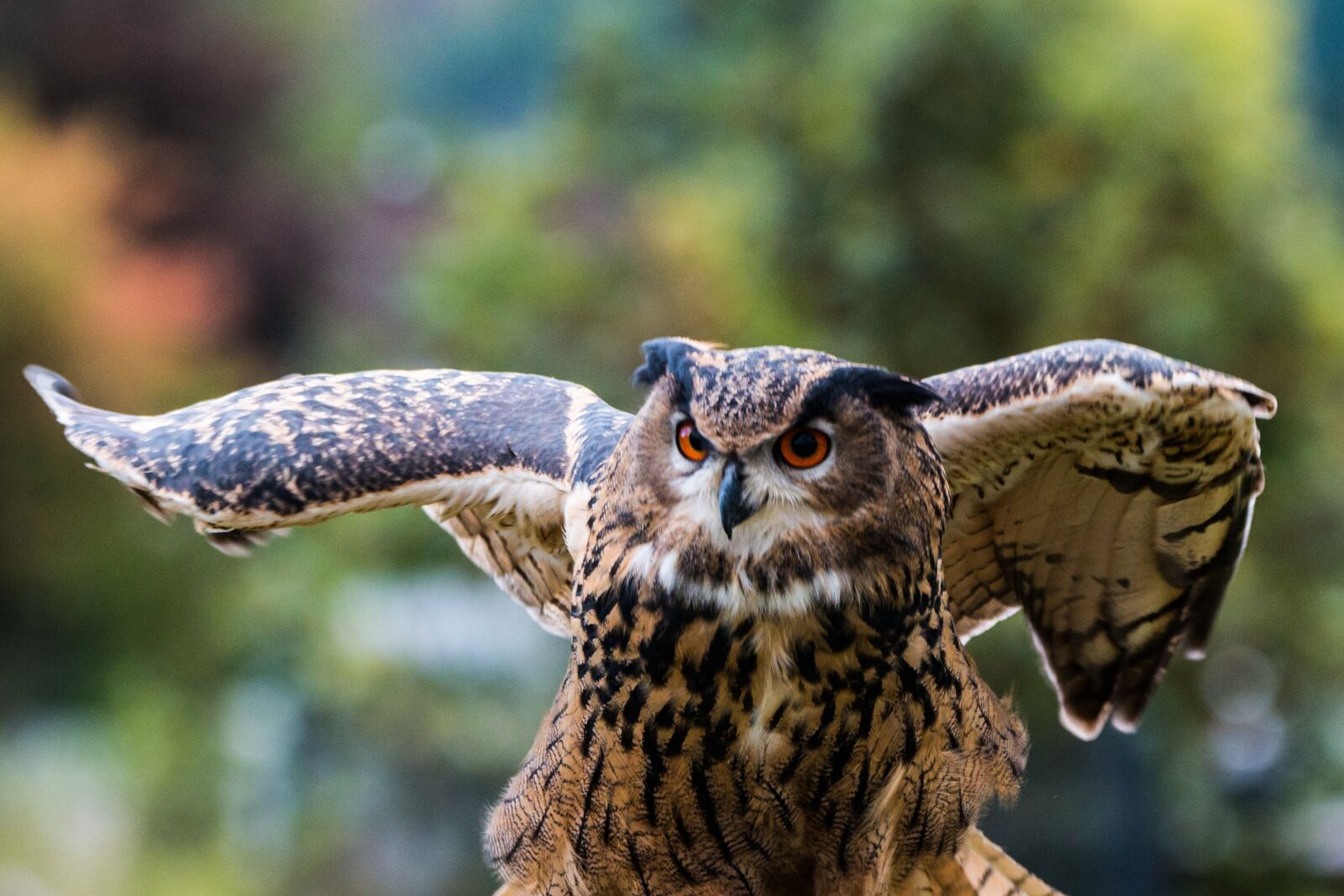 150-600mm F5-6.3 DG OS HSM | Contemporary 015 sample photo. Eagle owl, bubo bubo photography