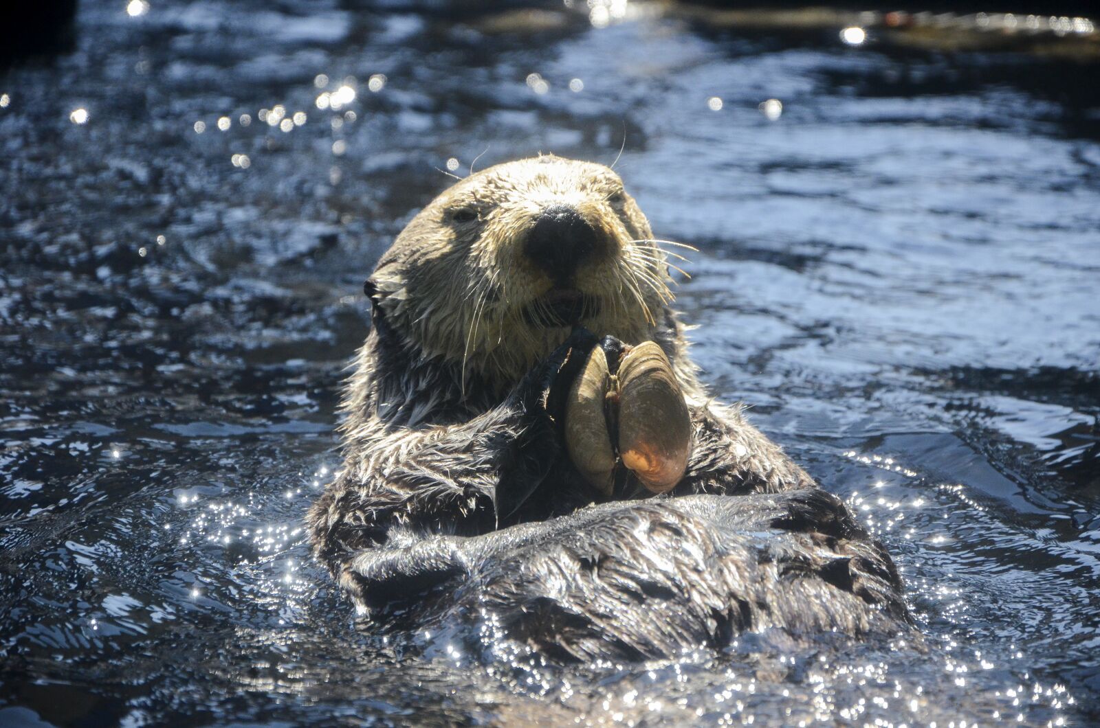 Nikon D7000 sample photo. Otter, animal, aquarium photography