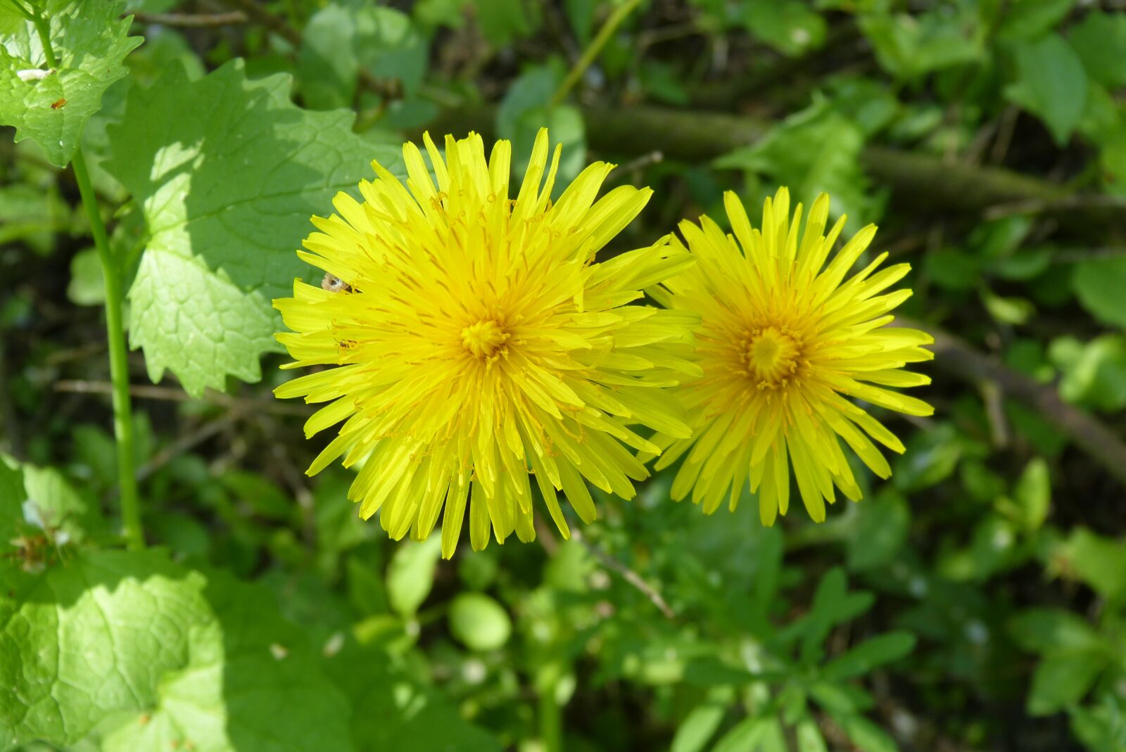 Panasonic Lumix DMC-FZ150 sample photo. Dandelion, spring, nature photography