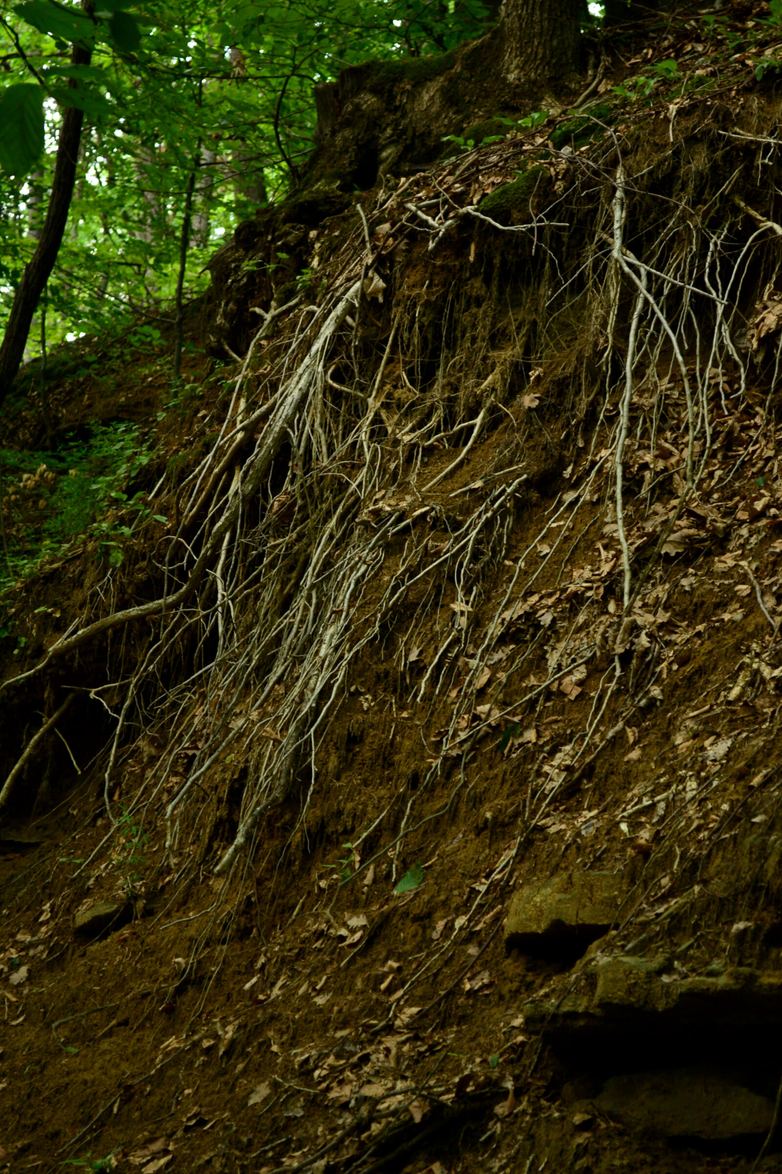 Nikon D3100 sample photo. Nature, roots, texture, tree photography