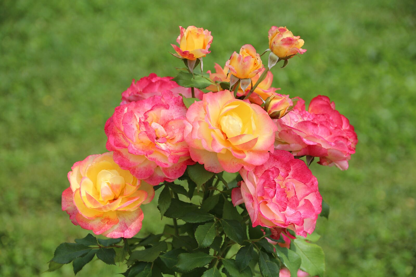 Canon EOS 650D (EOS Rebel T4i / EOS Kiss X6i) sample photo. Roses, blossom, bloom photography