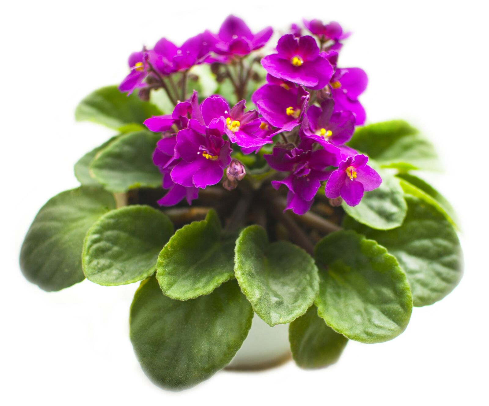 Nikon D3000 sample photo. Violet, flower, plant photography