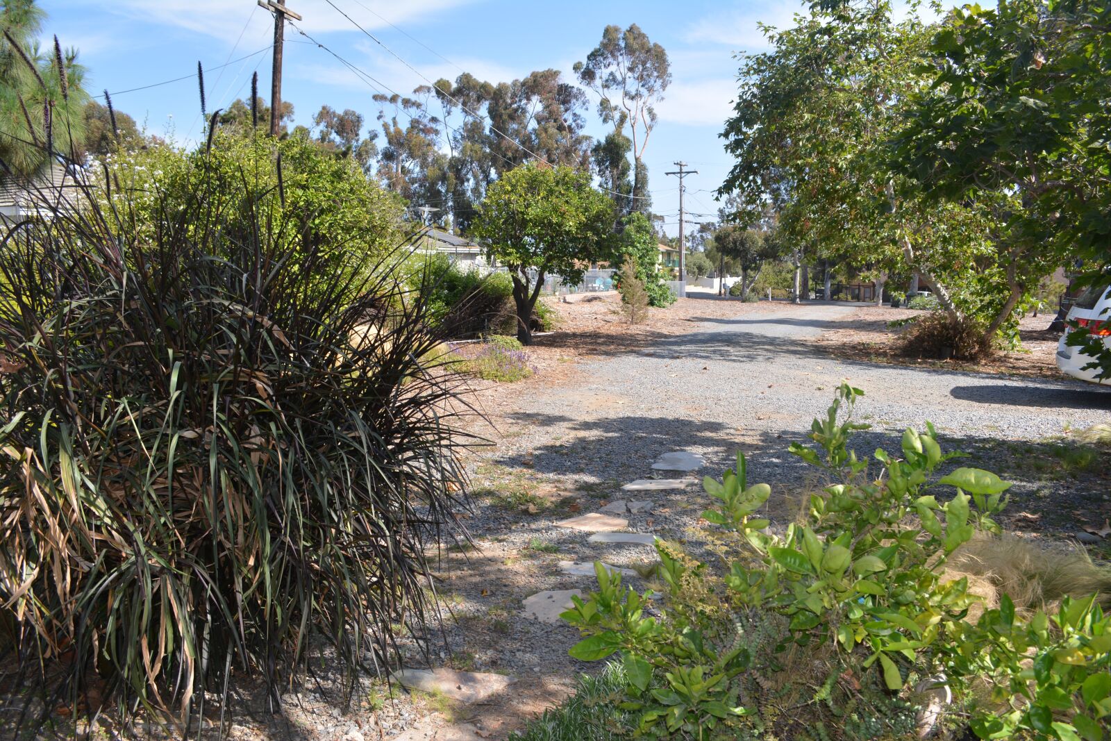 Nikon D5200 sample photo. Plants, driveway, trees photography
