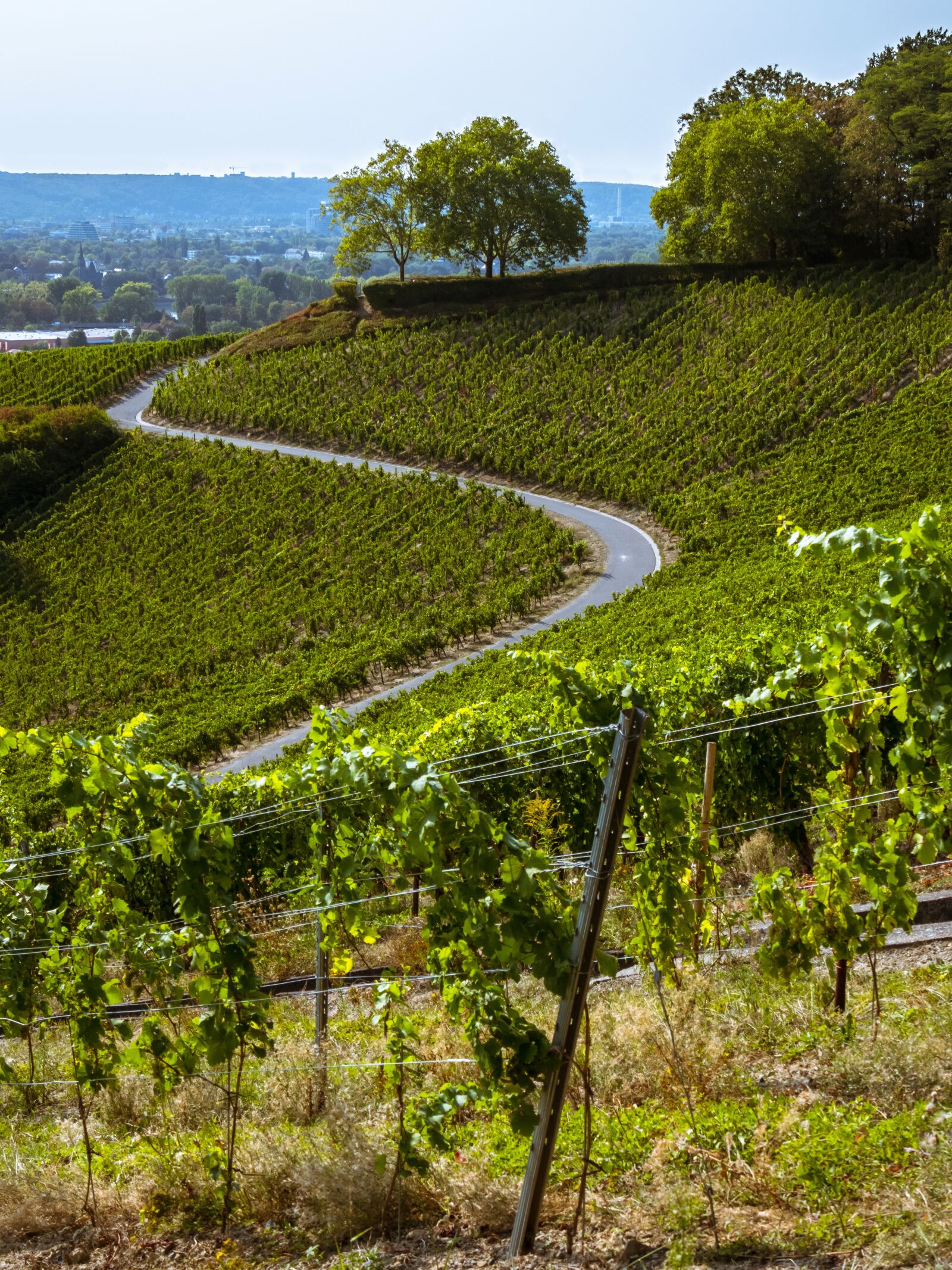 Canon PowerShot G3 X sample photo. Away, vineyard, wine photography