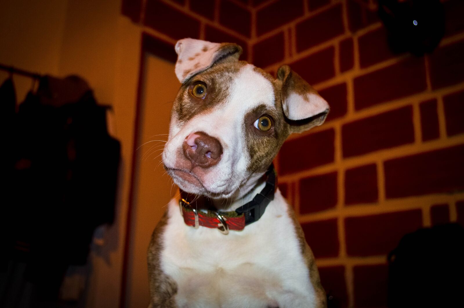 Nikon D3200 sample photo. Puppy, pet, animal photography