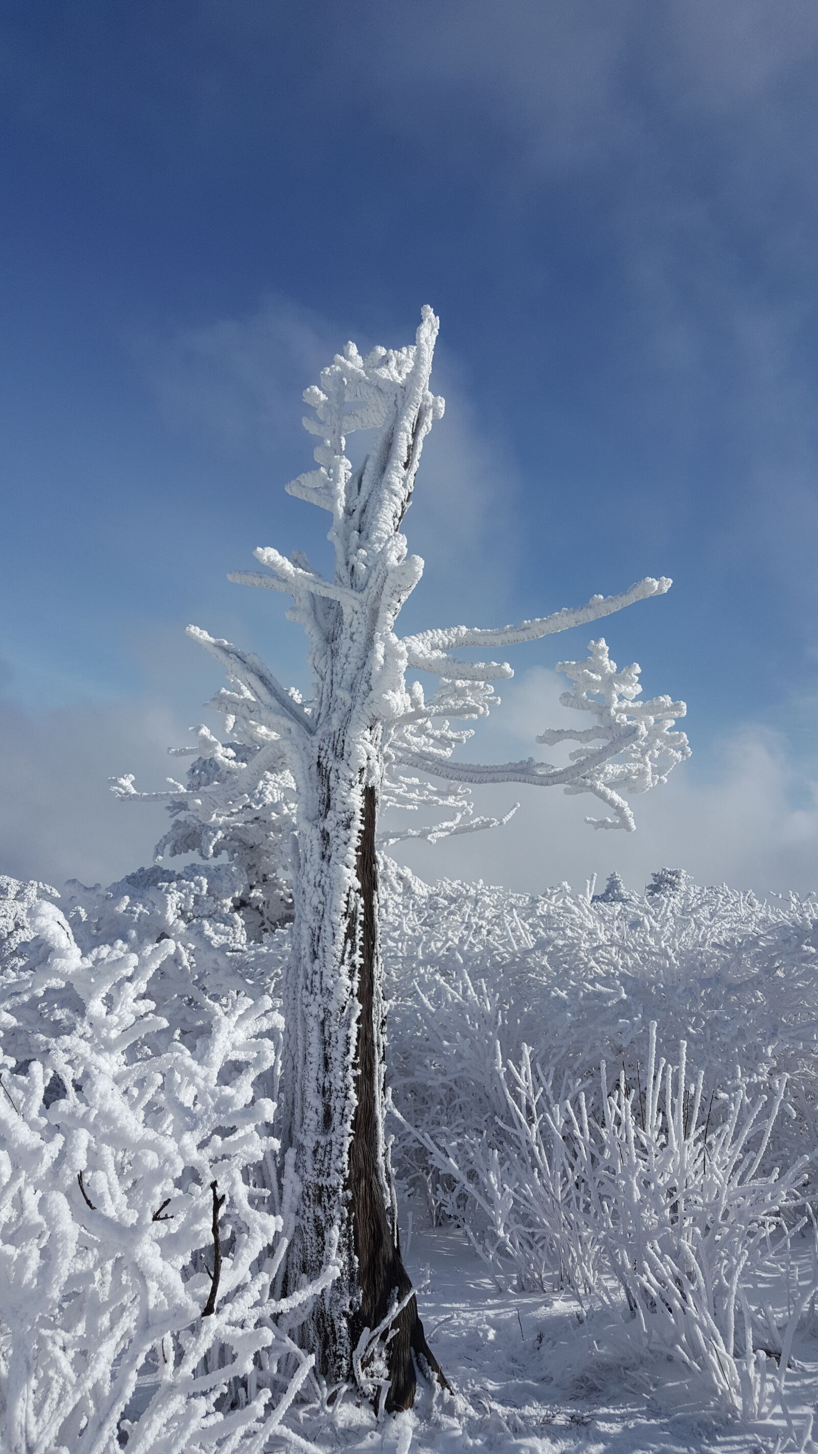 Samsung Galaxy Note5 sample photo. Korea, mountain, taebaeksan, winter photography
