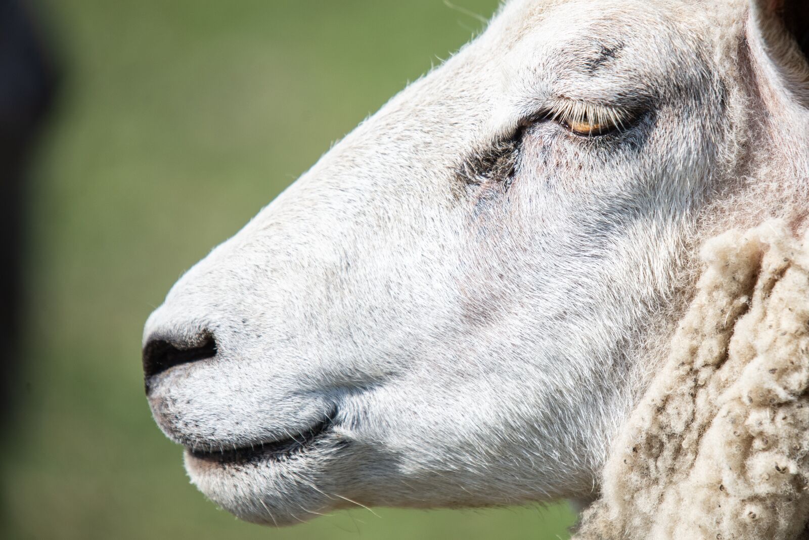 Nikon D600 sample photo. Sheep, head, eye photography