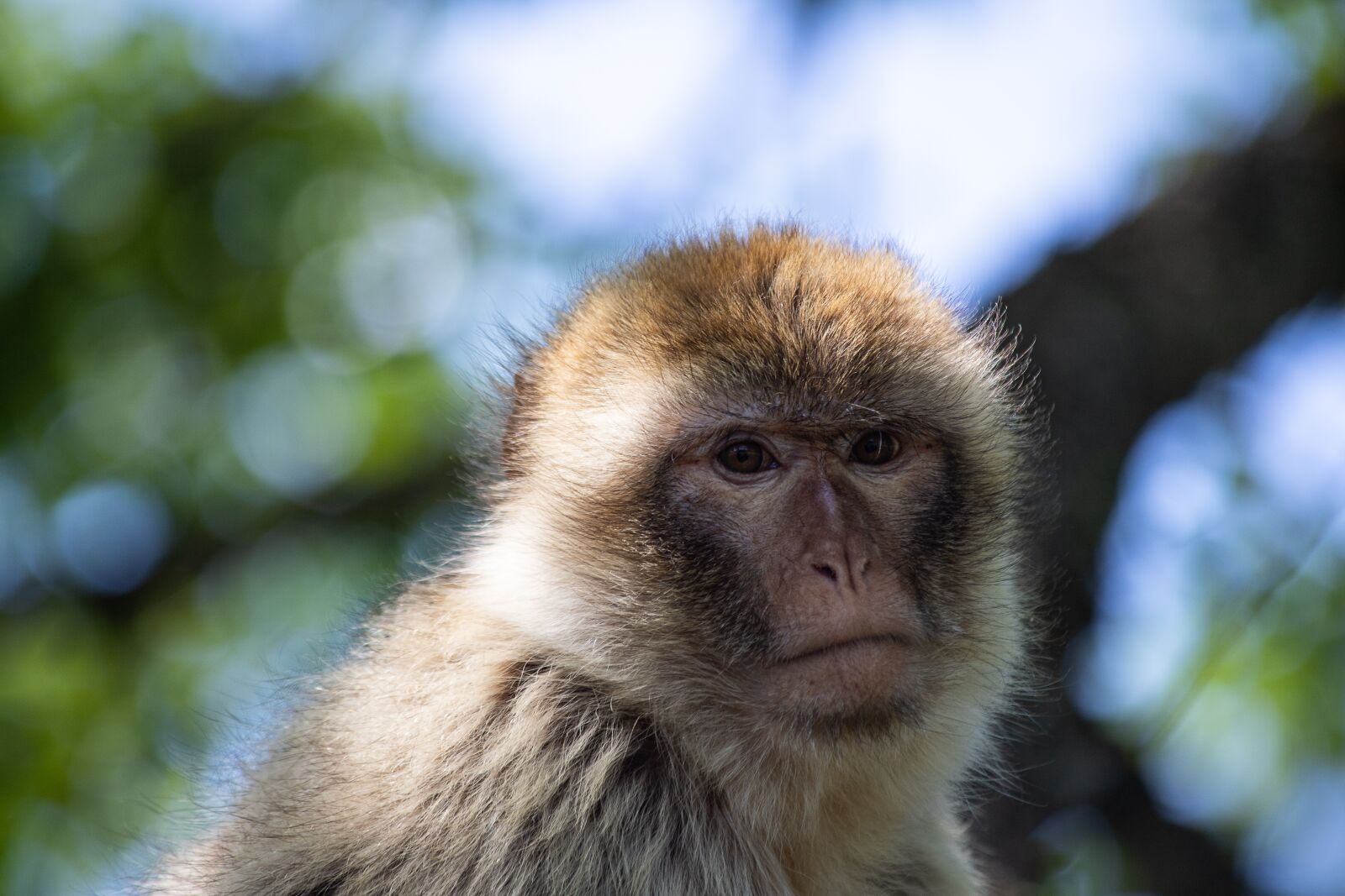 Canon EF 70-300mm F4-5.6 IS USM sample photo. Barbary ape, monkey, mammal photography
