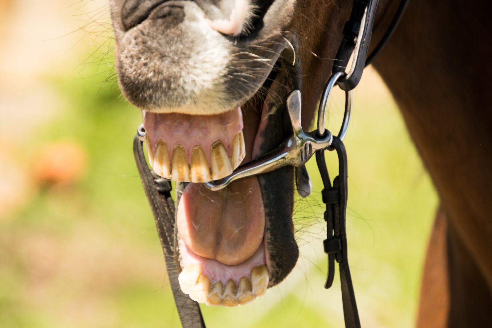 Nikon D3300 sample photo. Animal, nature, yawn photography