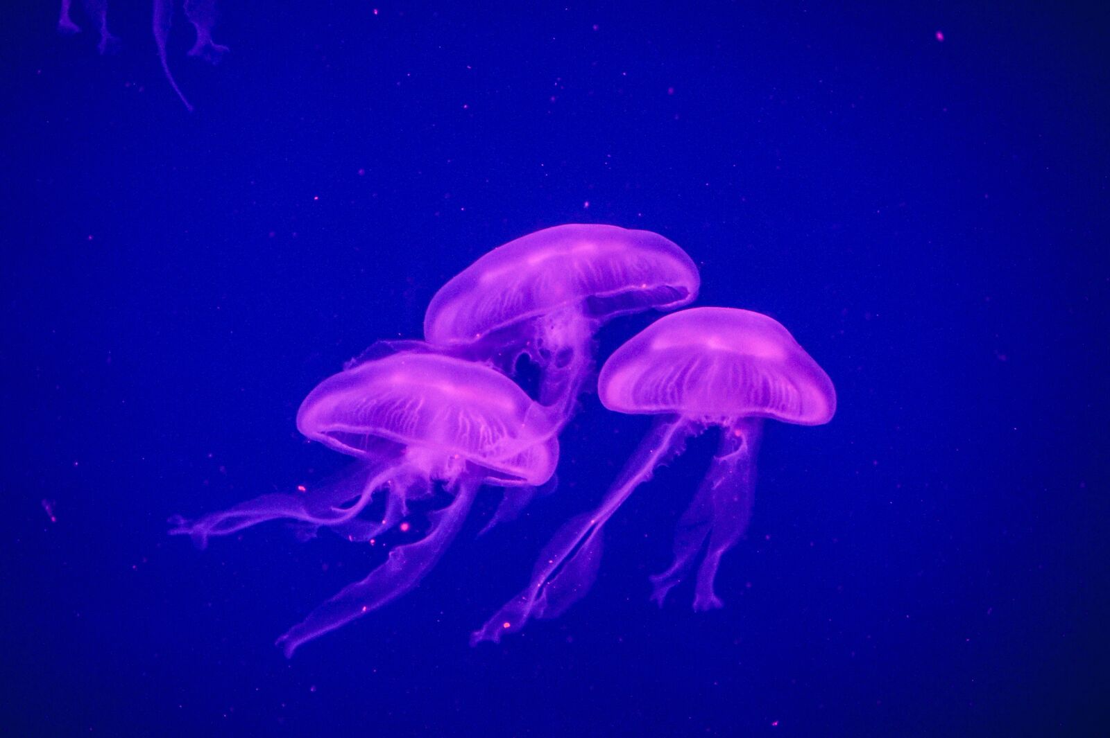 Sony SLT-A33 sample photo. Jellyfish, ocean, sea photography