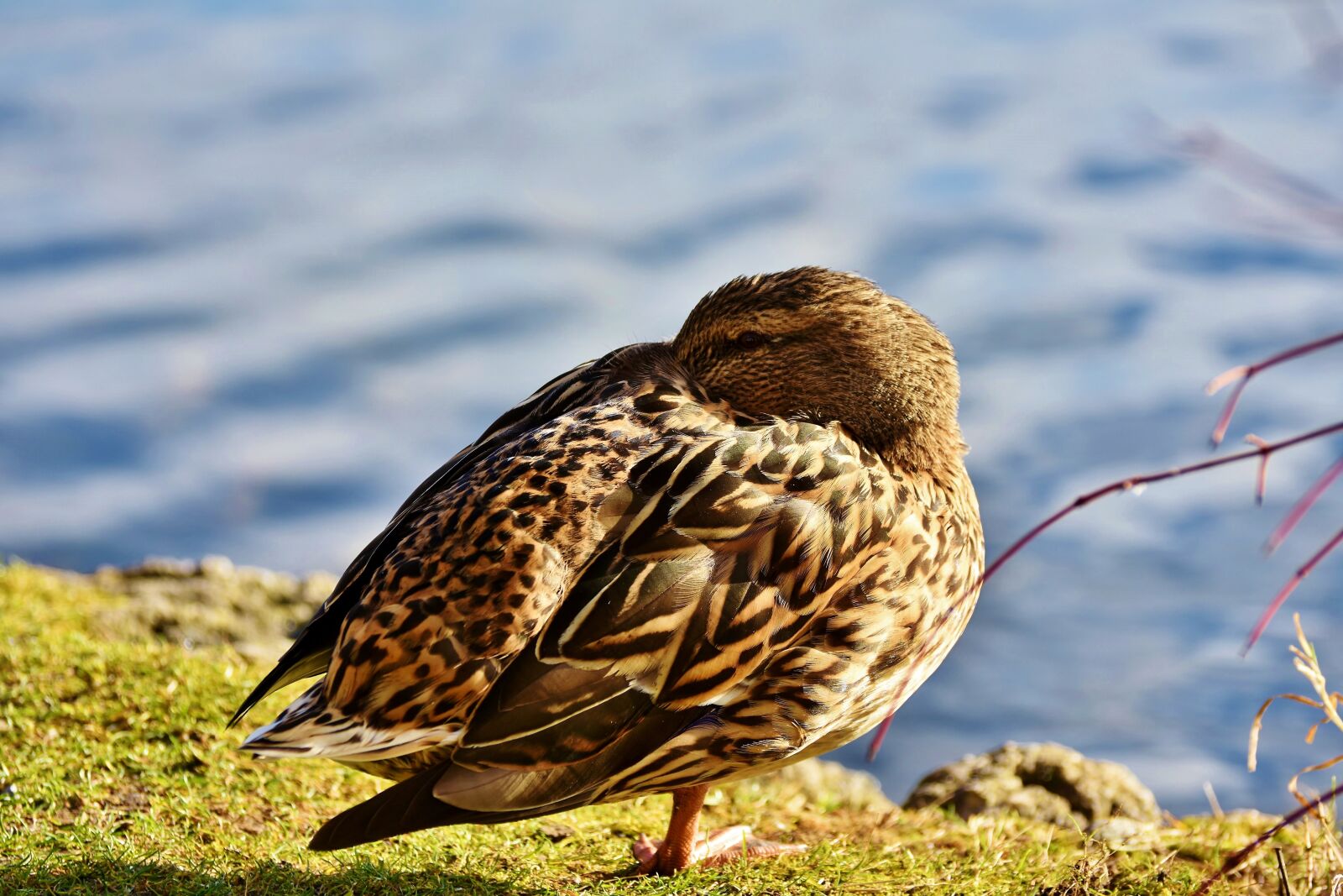Nikon D7200 sample photo. Ducks, waterfowl, mallard photography