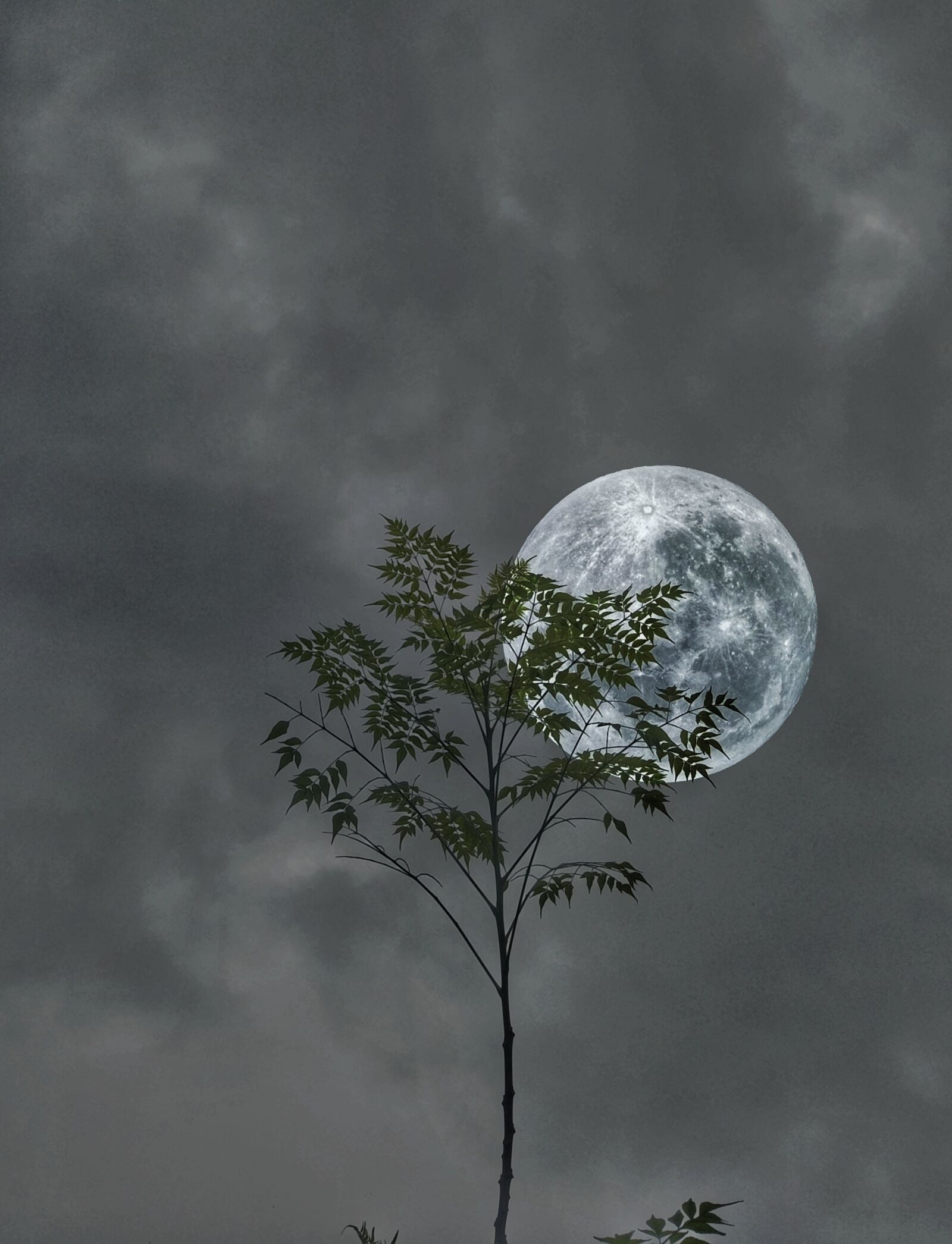 OPPO CPH1701 sample photo. Moon, tree, sky photography