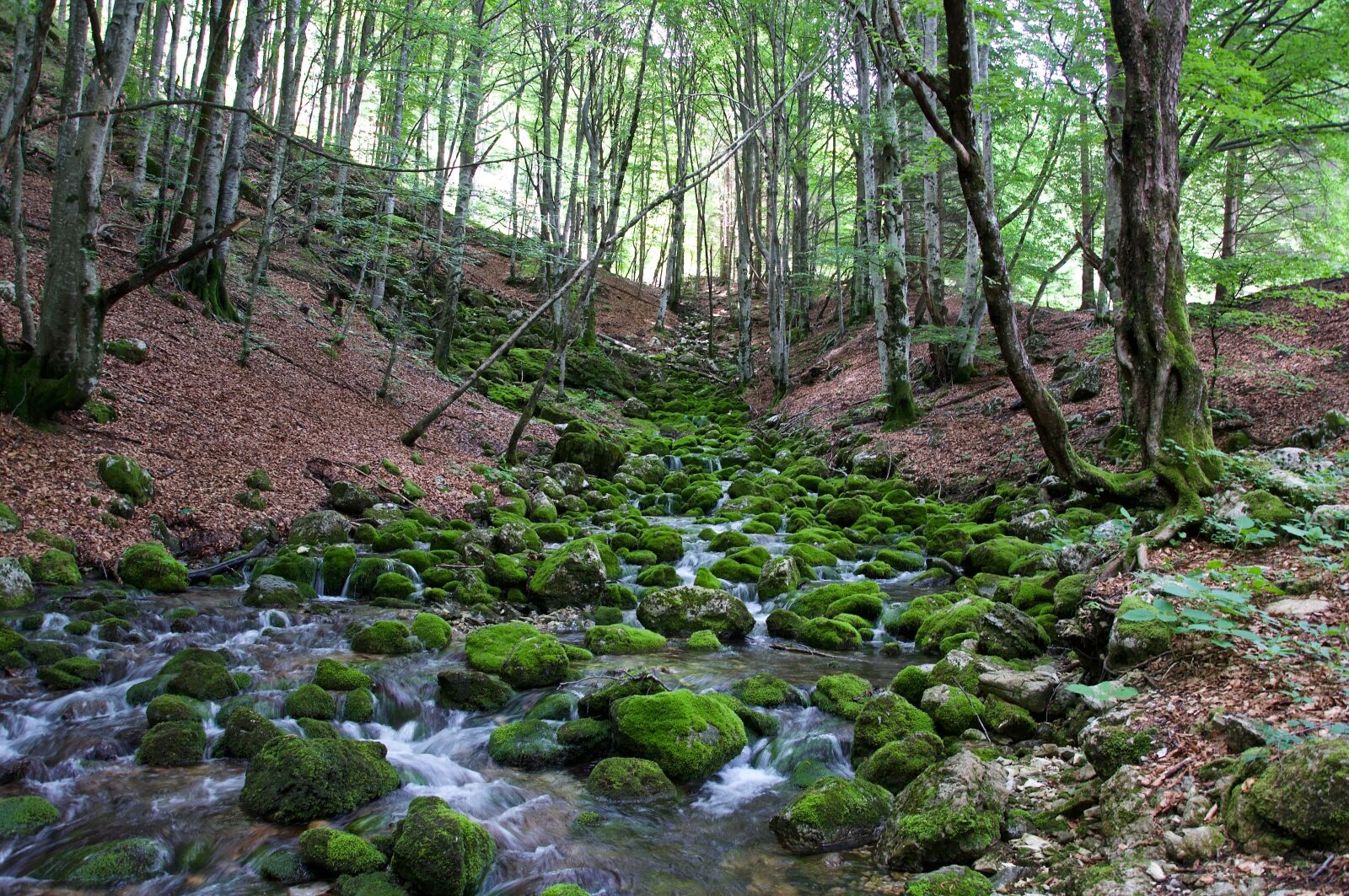 Nikon D90 sample photo. Forest, torrent, nature photography