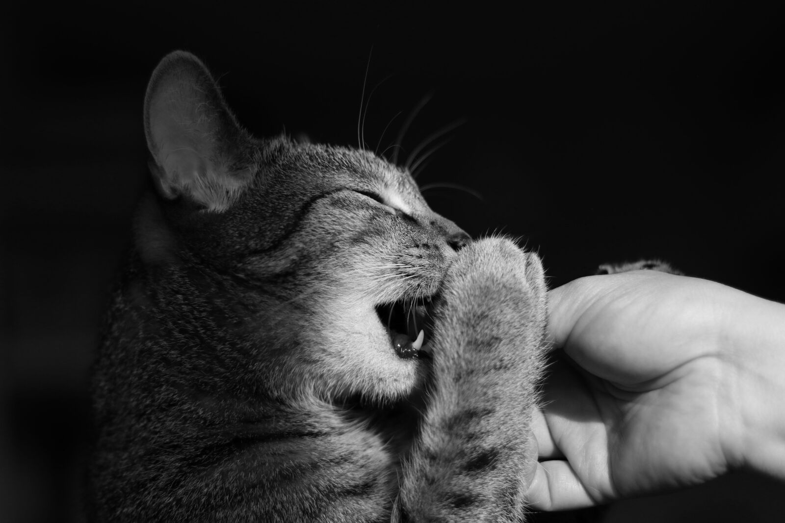 Canon EOS 80D sample photo. Cat, kitten, animals photography
