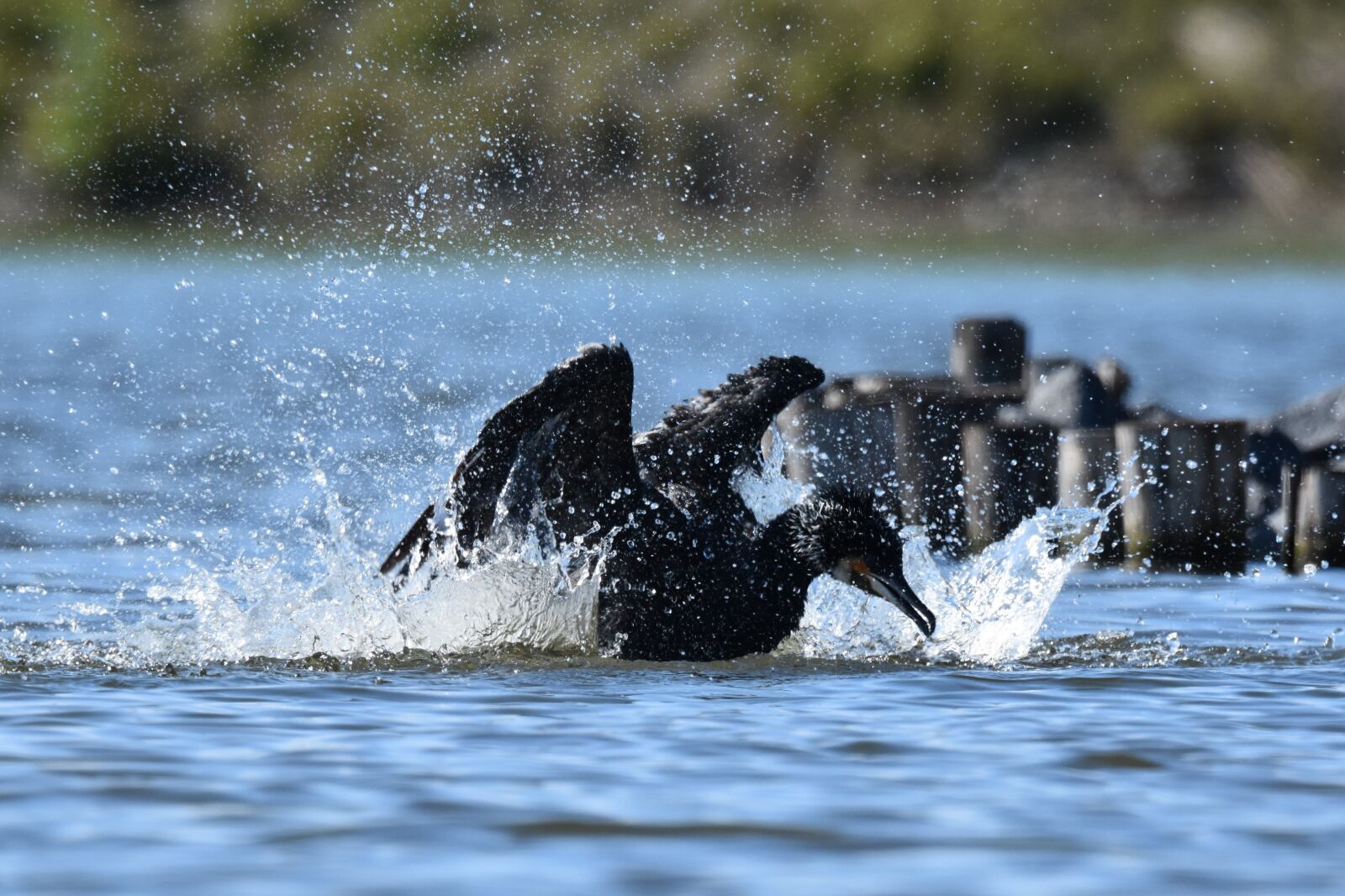 Nikon D7200 sample photo. Birds, water birds photography