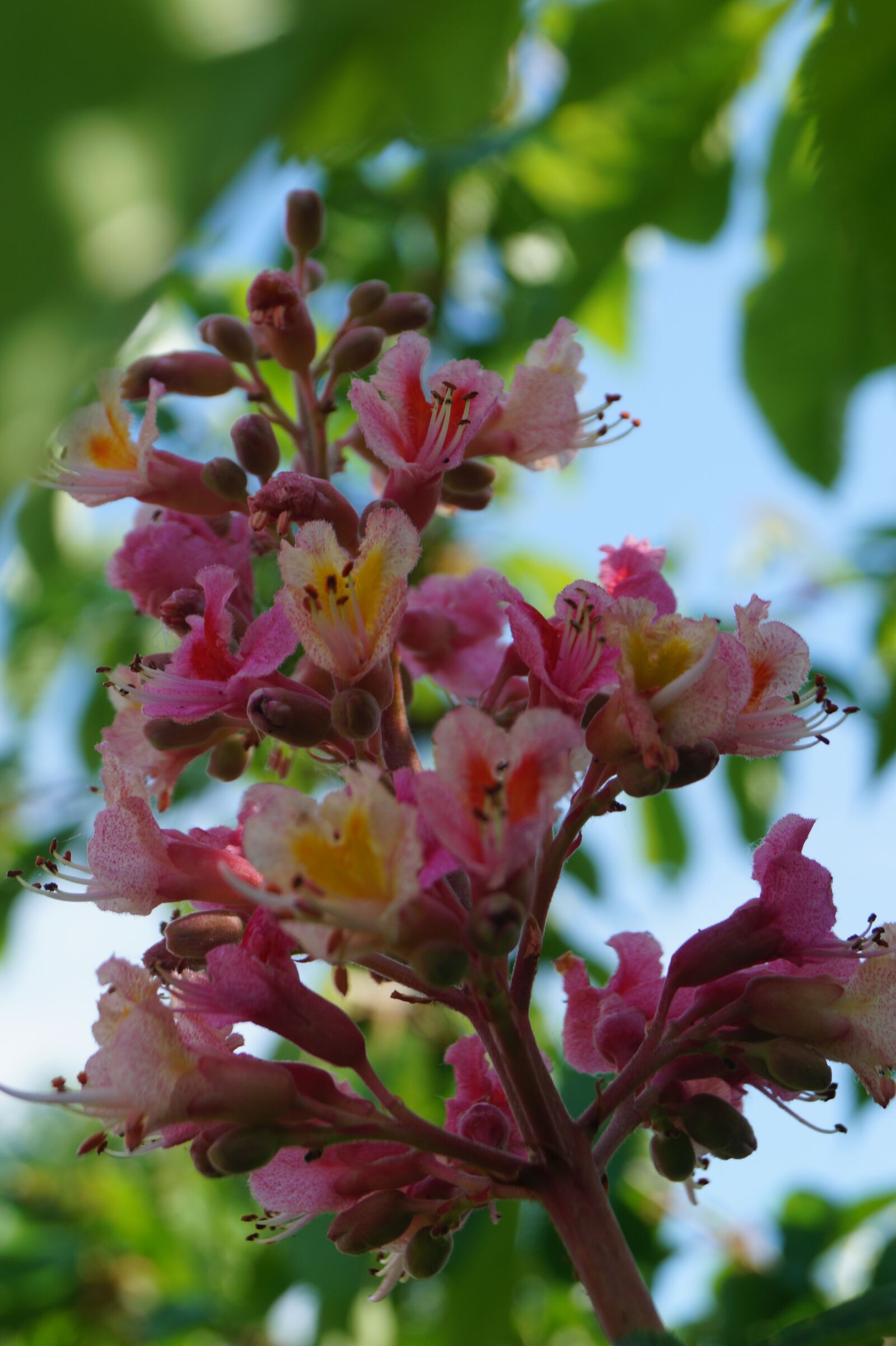 Sony DT 18-55mm F3.5-5.6 SAM II sample photo. Chestnut, blossom, bloom photography