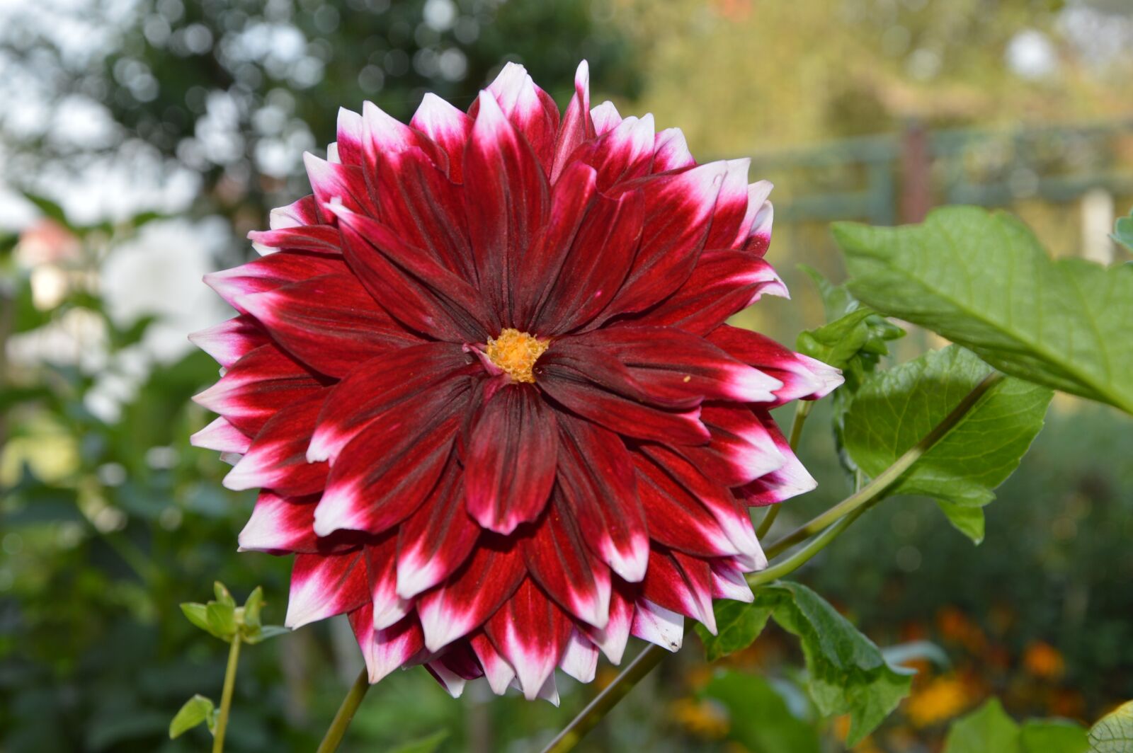 Nikon D3200 sample photo. Flower, red flower, plant photography