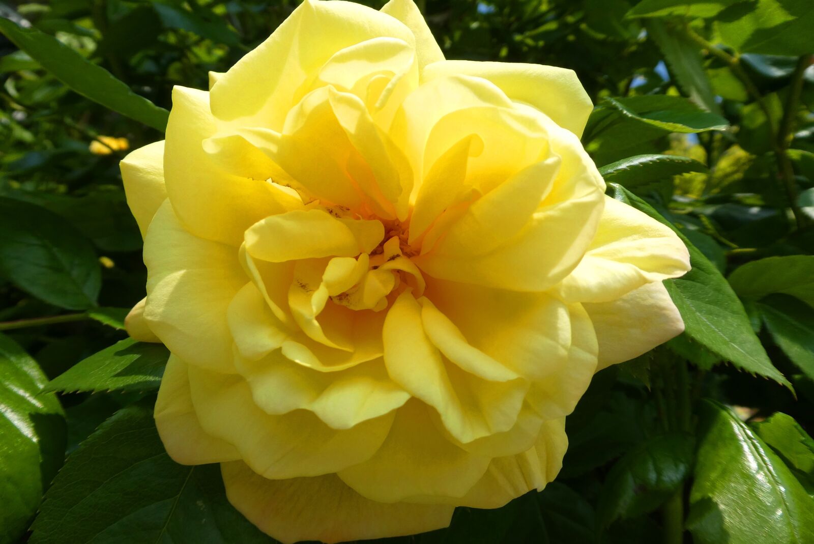 Panasonic Lumix DC-ZS70 (Lumix DC-TZ90) sample photo. Rose, yellow rose, blossom photography