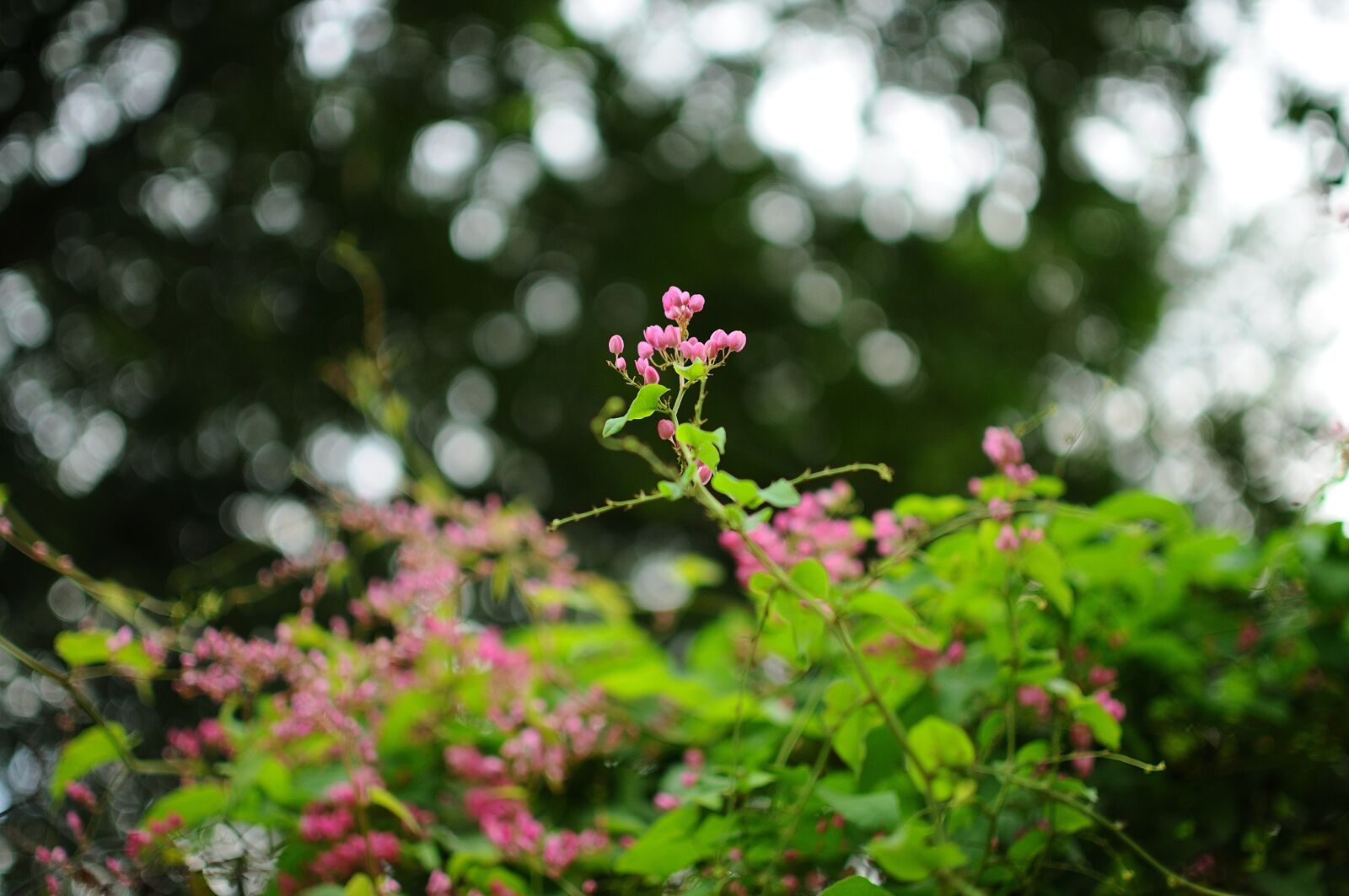 Nikon D300S sample photo. Flower tigon, bokeh, green photography