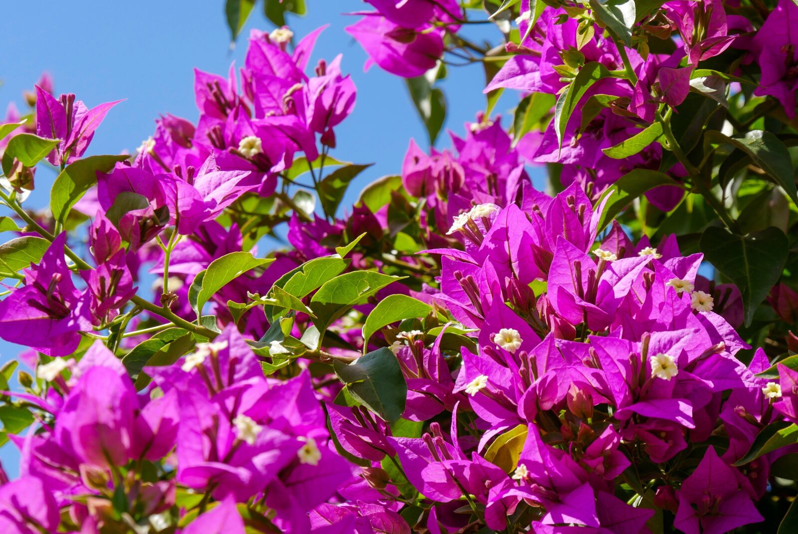 Panasonic DMC-G70 + Panasonic Lumix G Vario 14-140mm F3.5-5.6 ASPH Power O.I.S sample photo. Nature, plant, bougainvillea photography