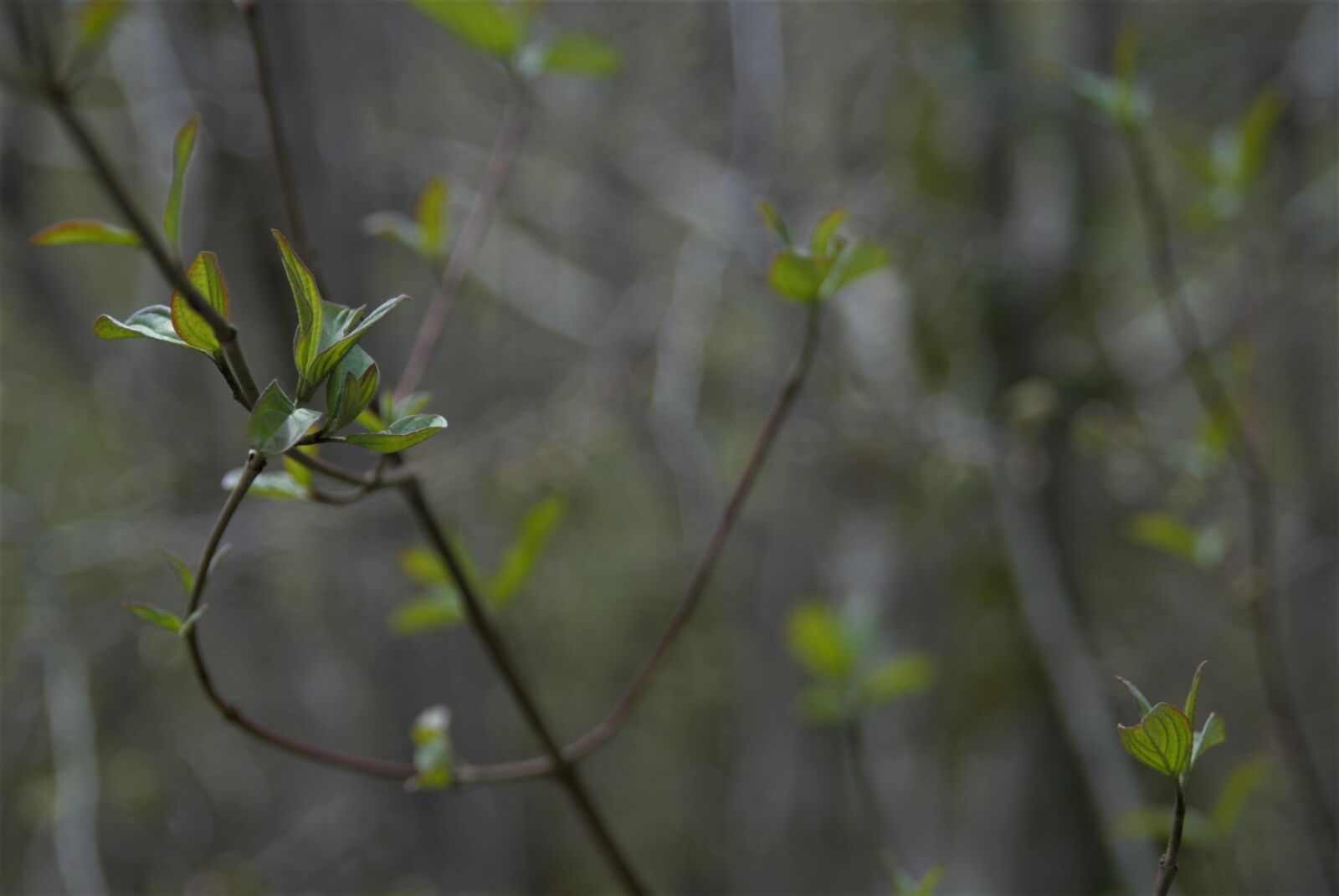 Nikon D80 sample photo. Spring, green, nature photography