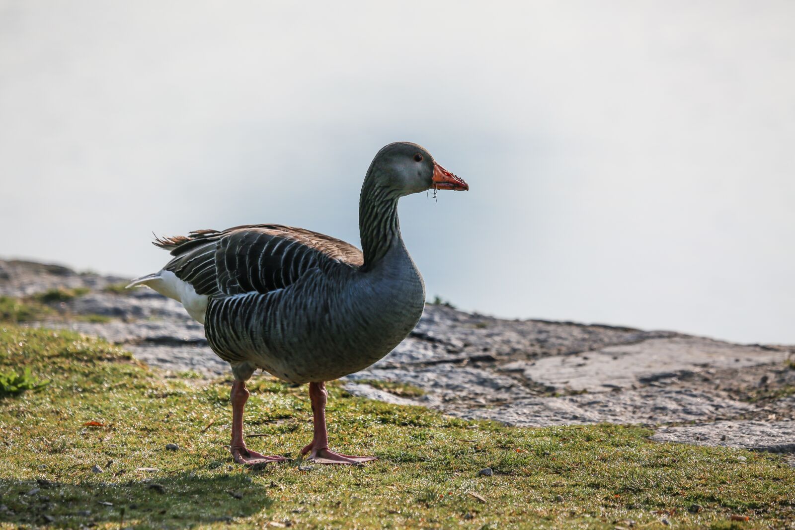 Canon EF 100-400mm F4.5-5.6L IS USM sample photo. Goose, feather, plumage photography