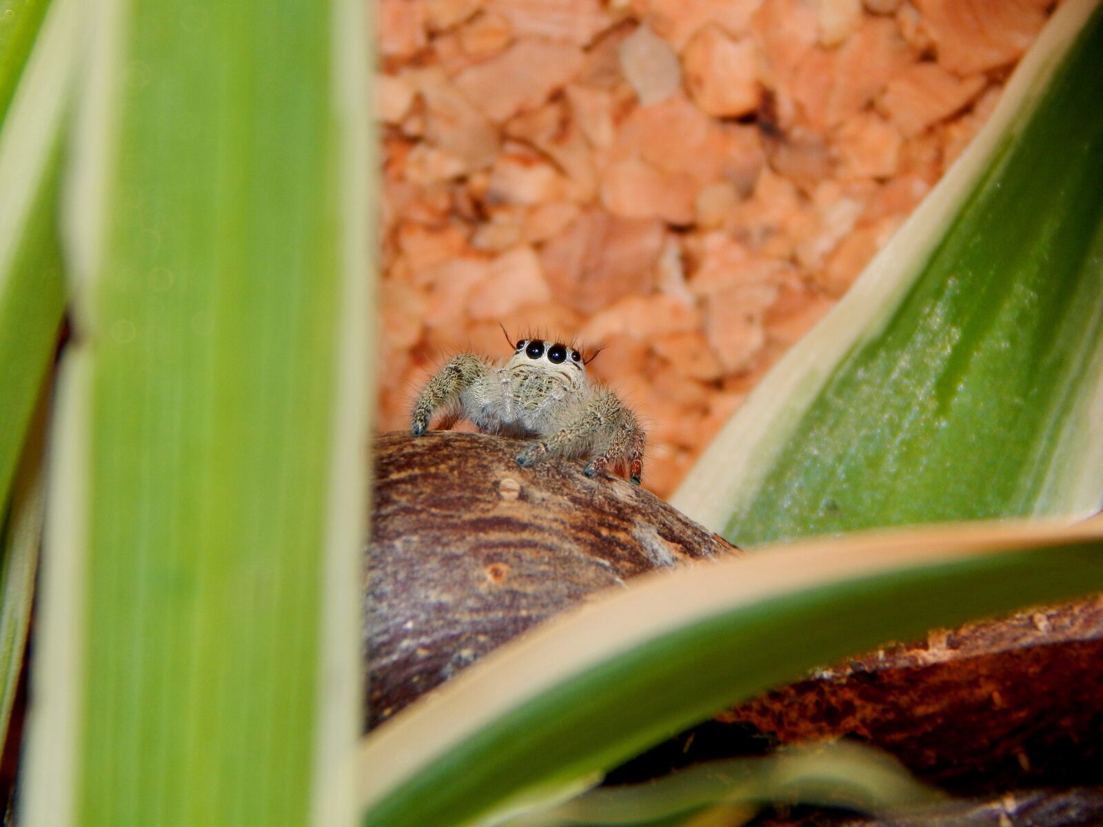 Nikon Coolpix L830 sample photo. Spider, jumping spider, small photography